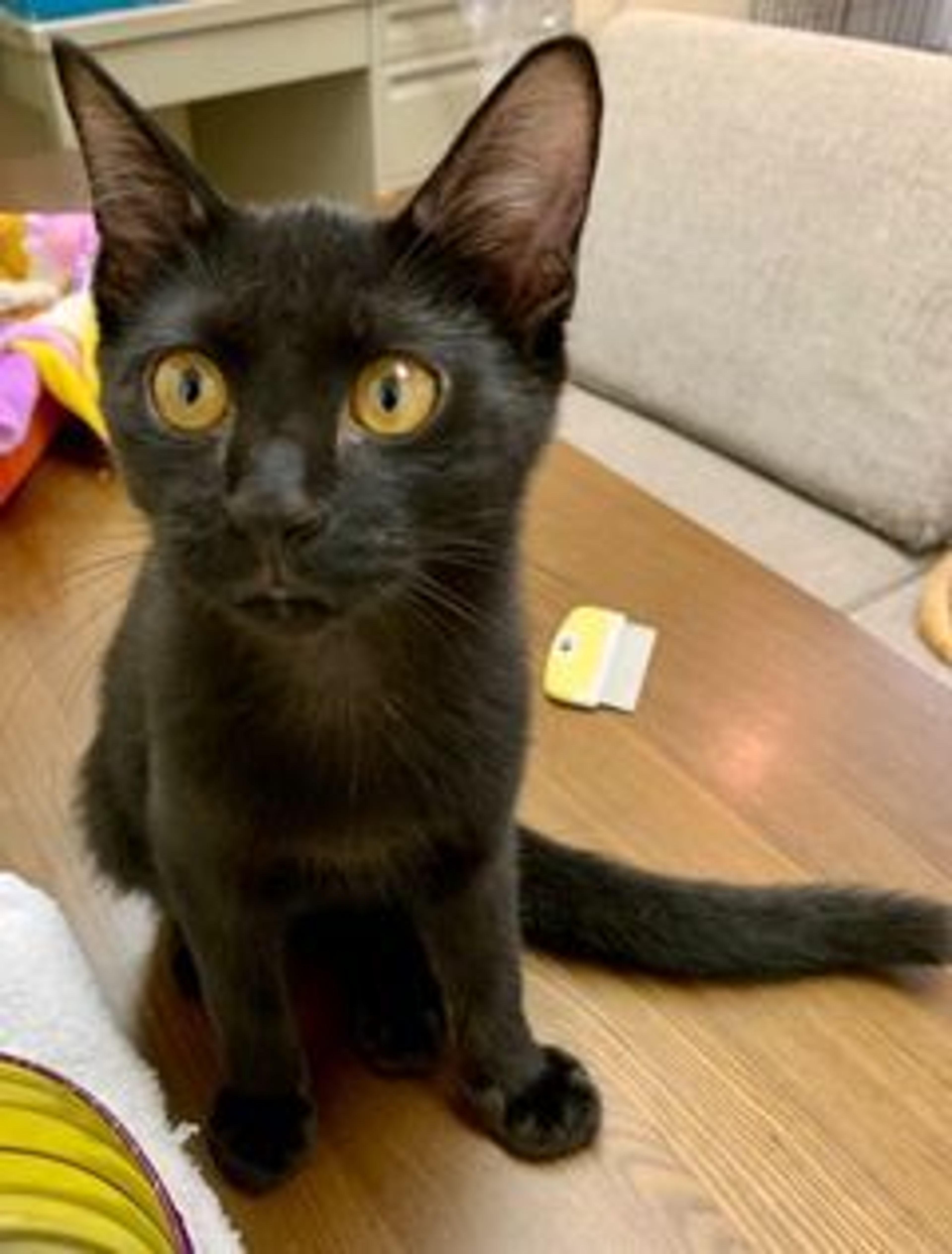 日本猫・オスの里親募集の写真