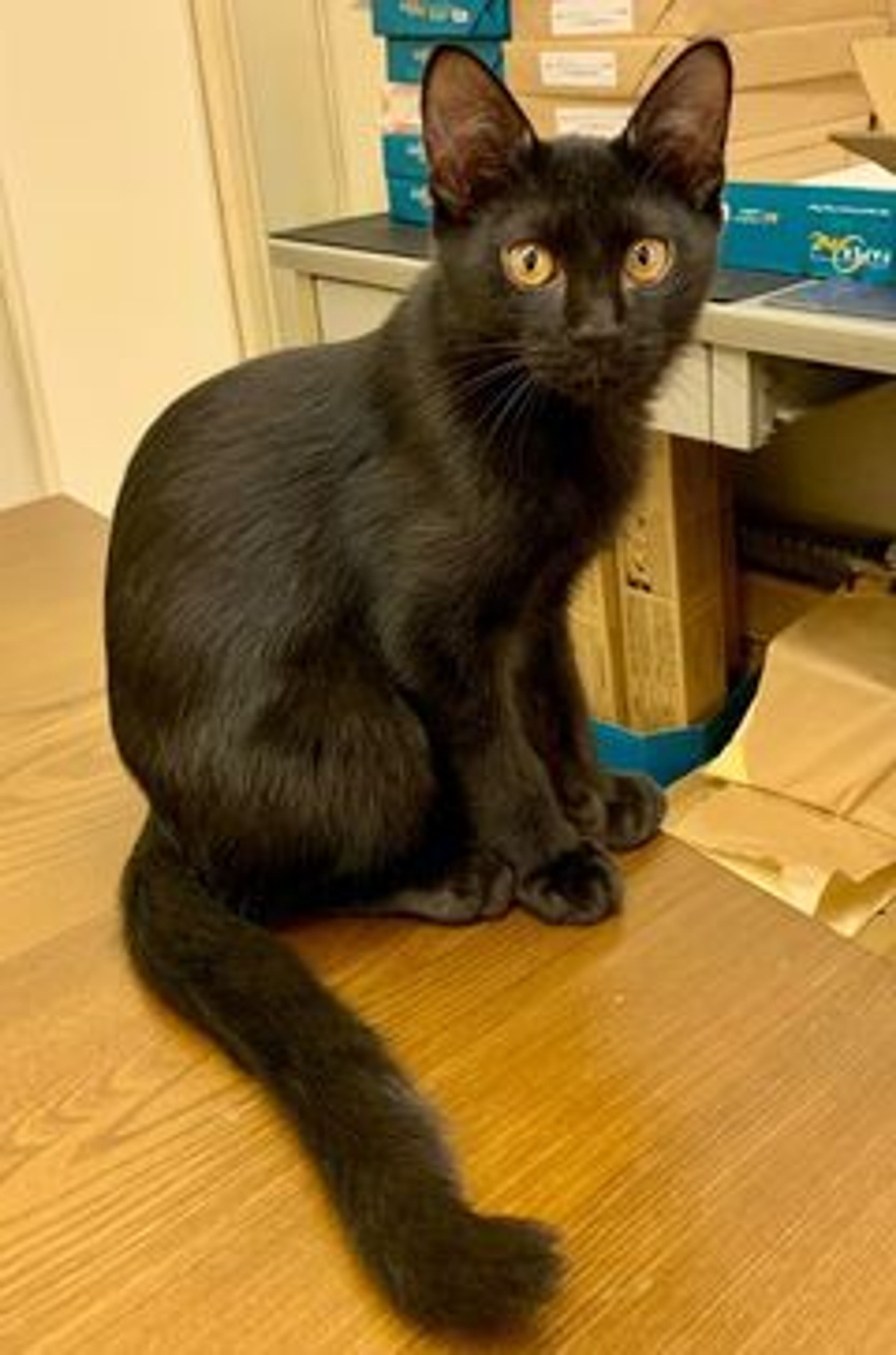 pet-image-2
