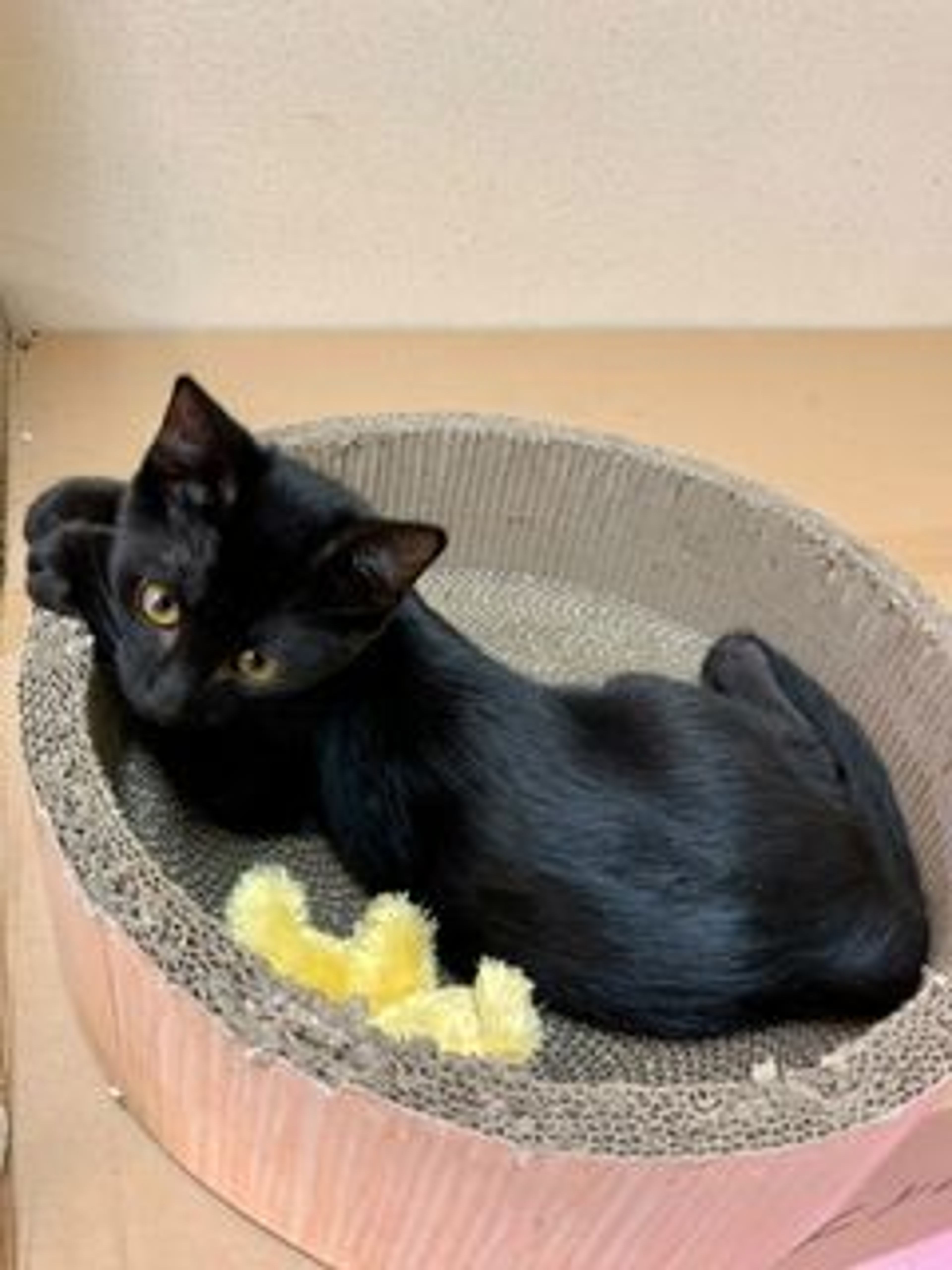 pet-image-3