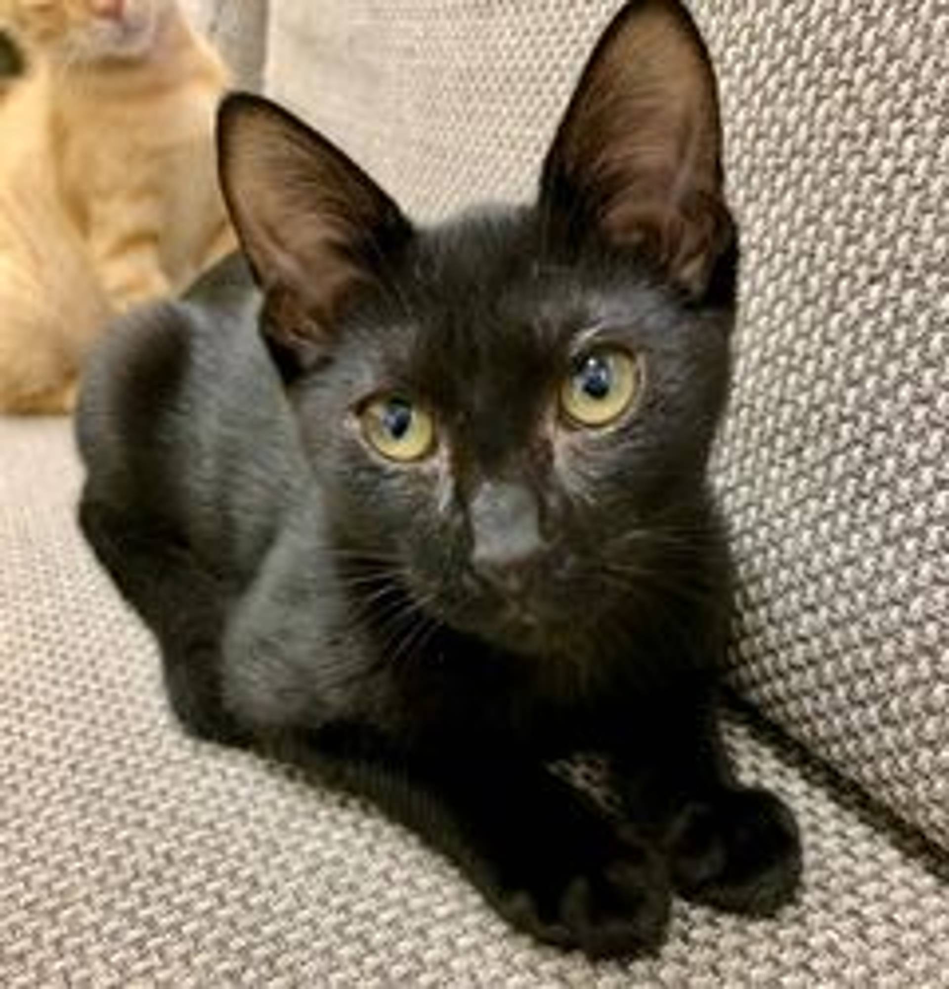 日本猫・メスの里親募集の写真