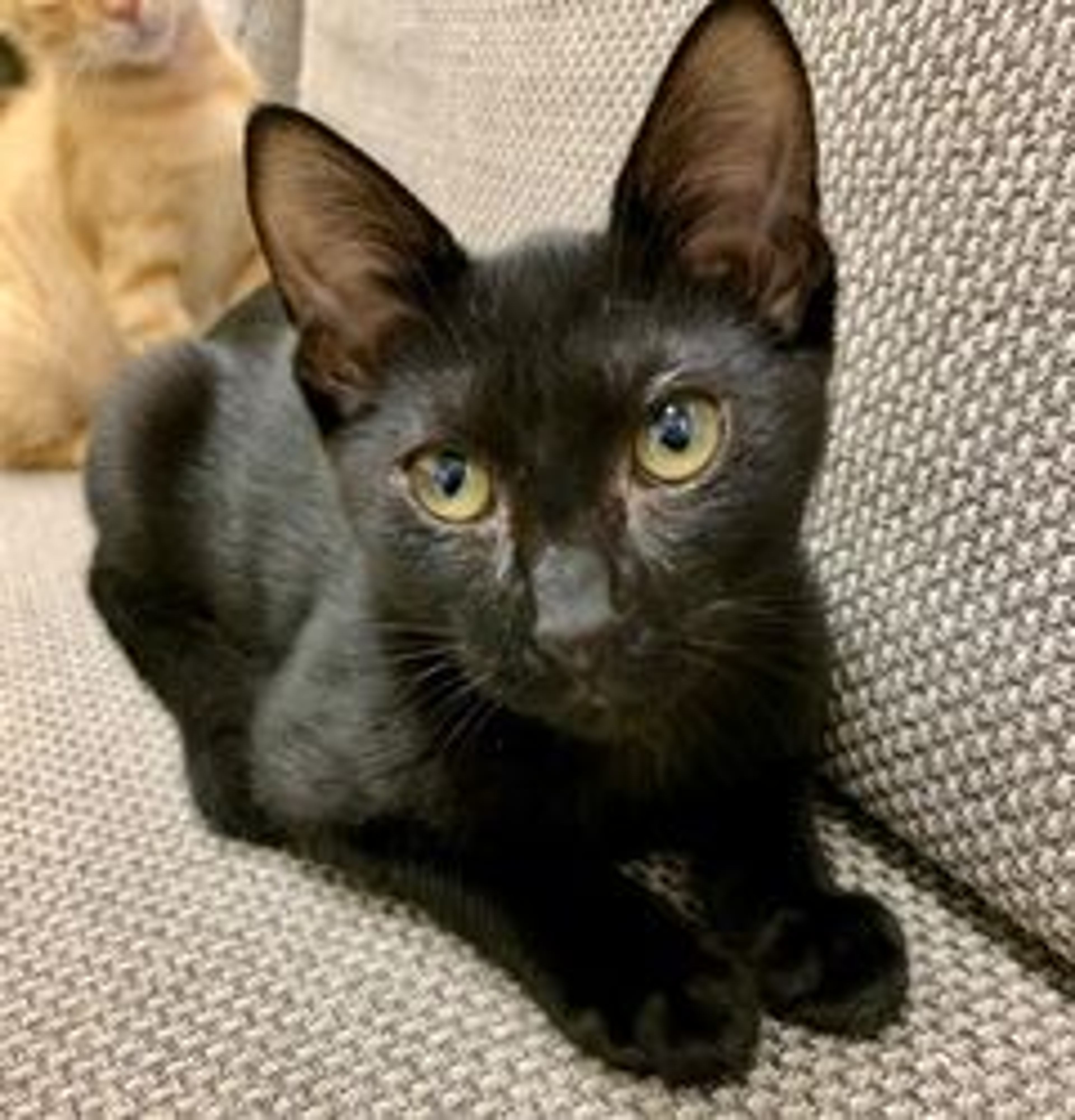 日本猫・メスの里親募集の写真