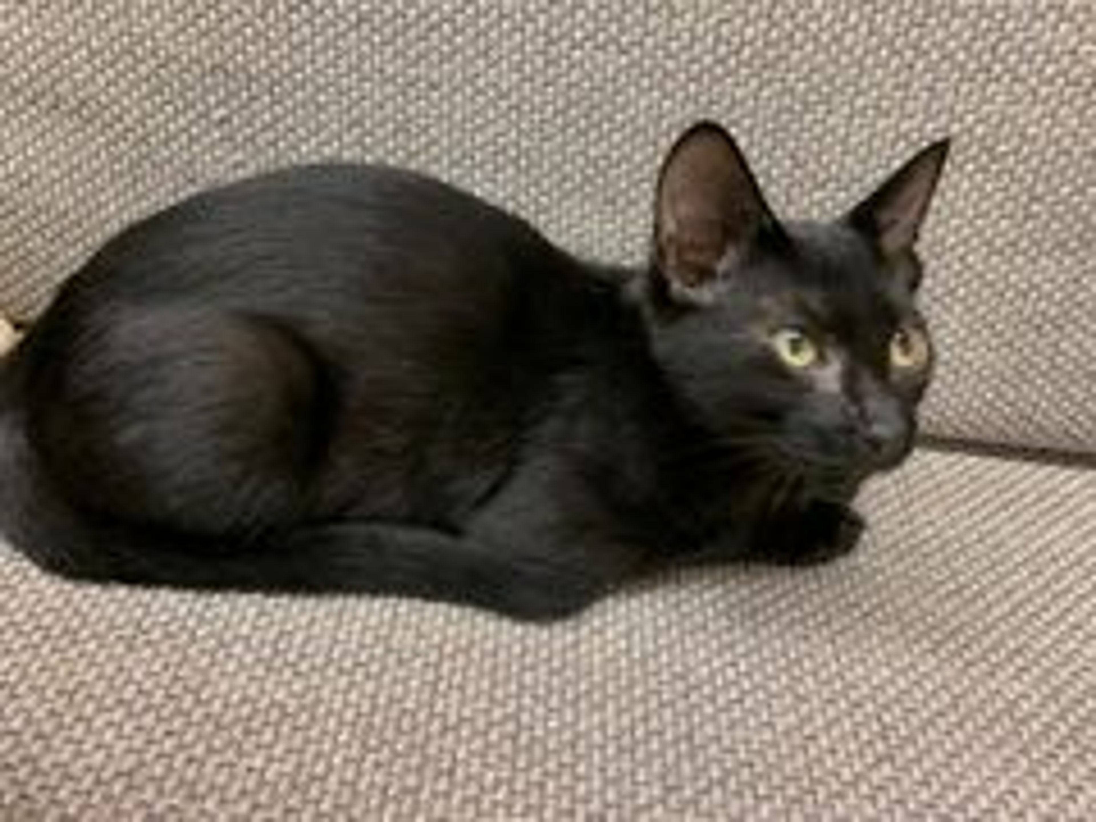 pet-image-3