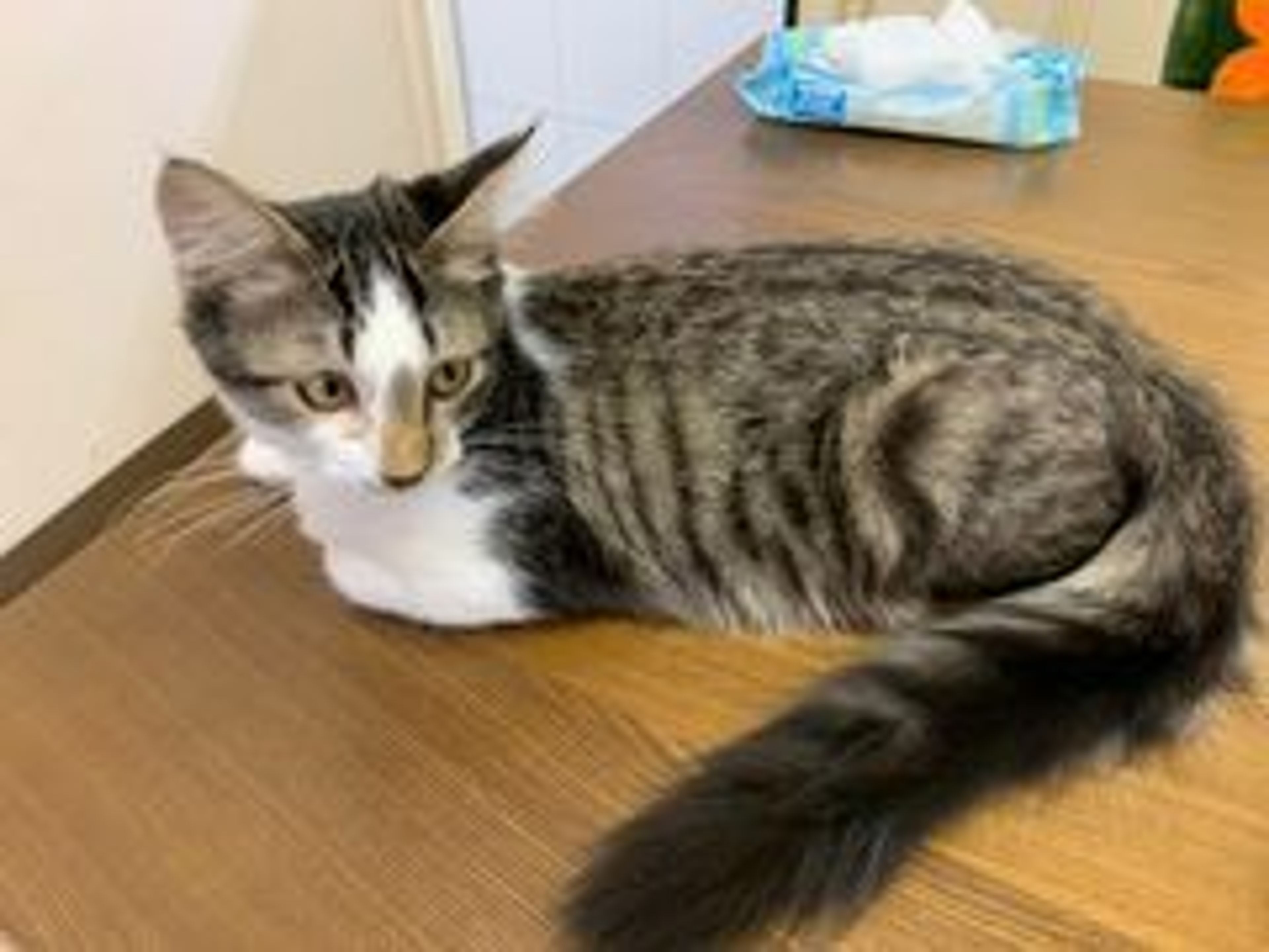 日本猫・オスの里親募集の写真