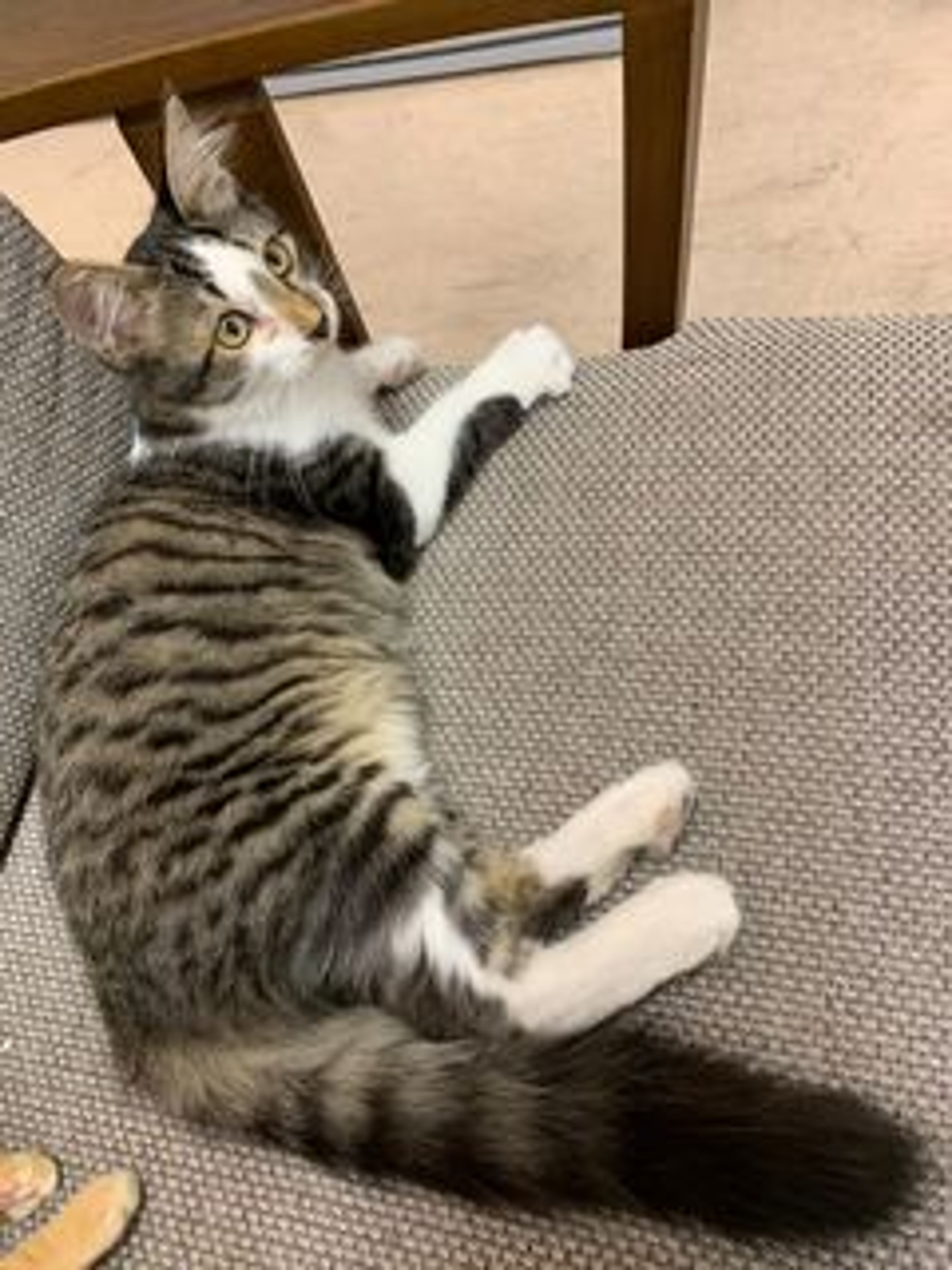 pet-image-2