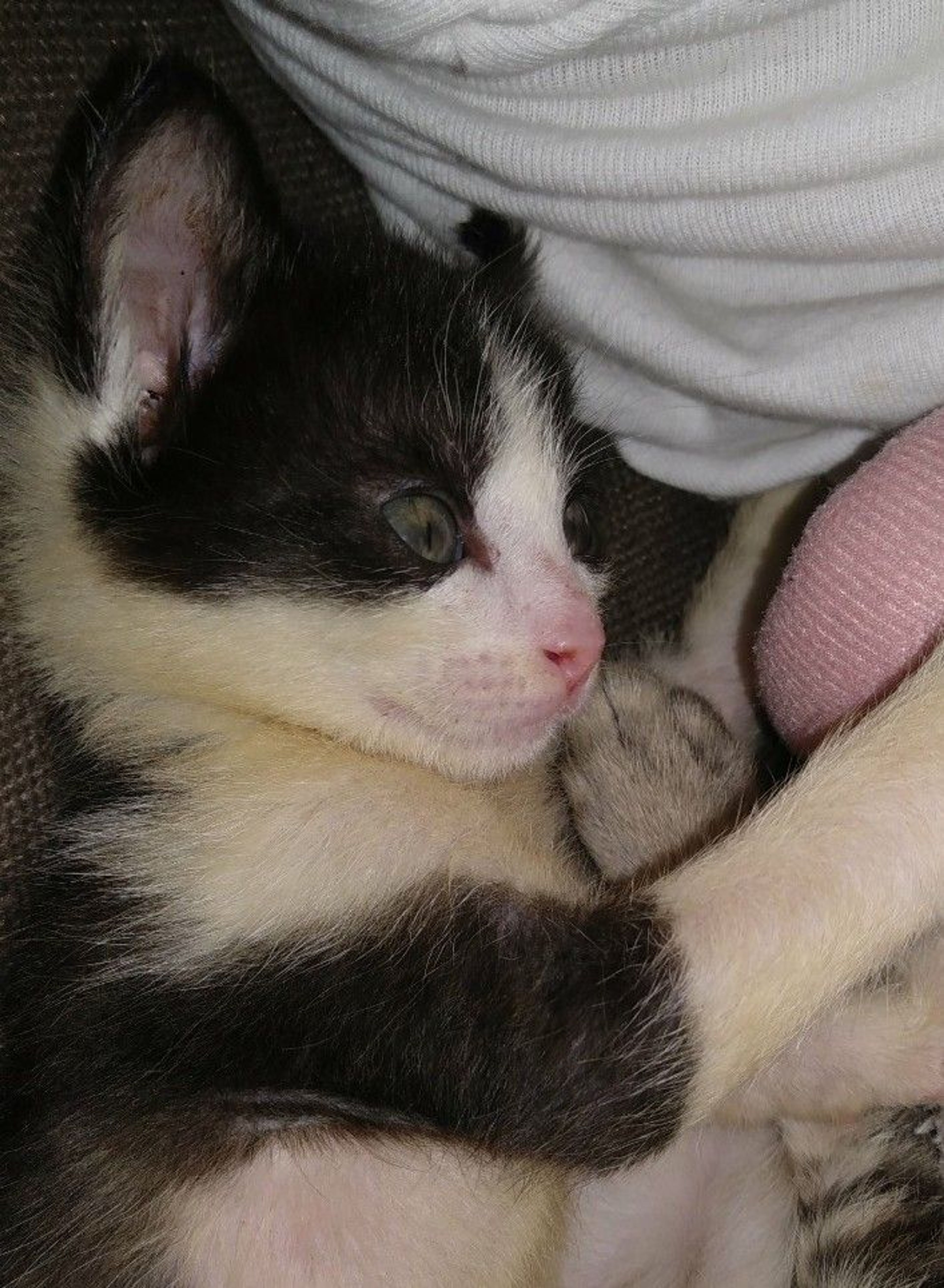 pet-image-3