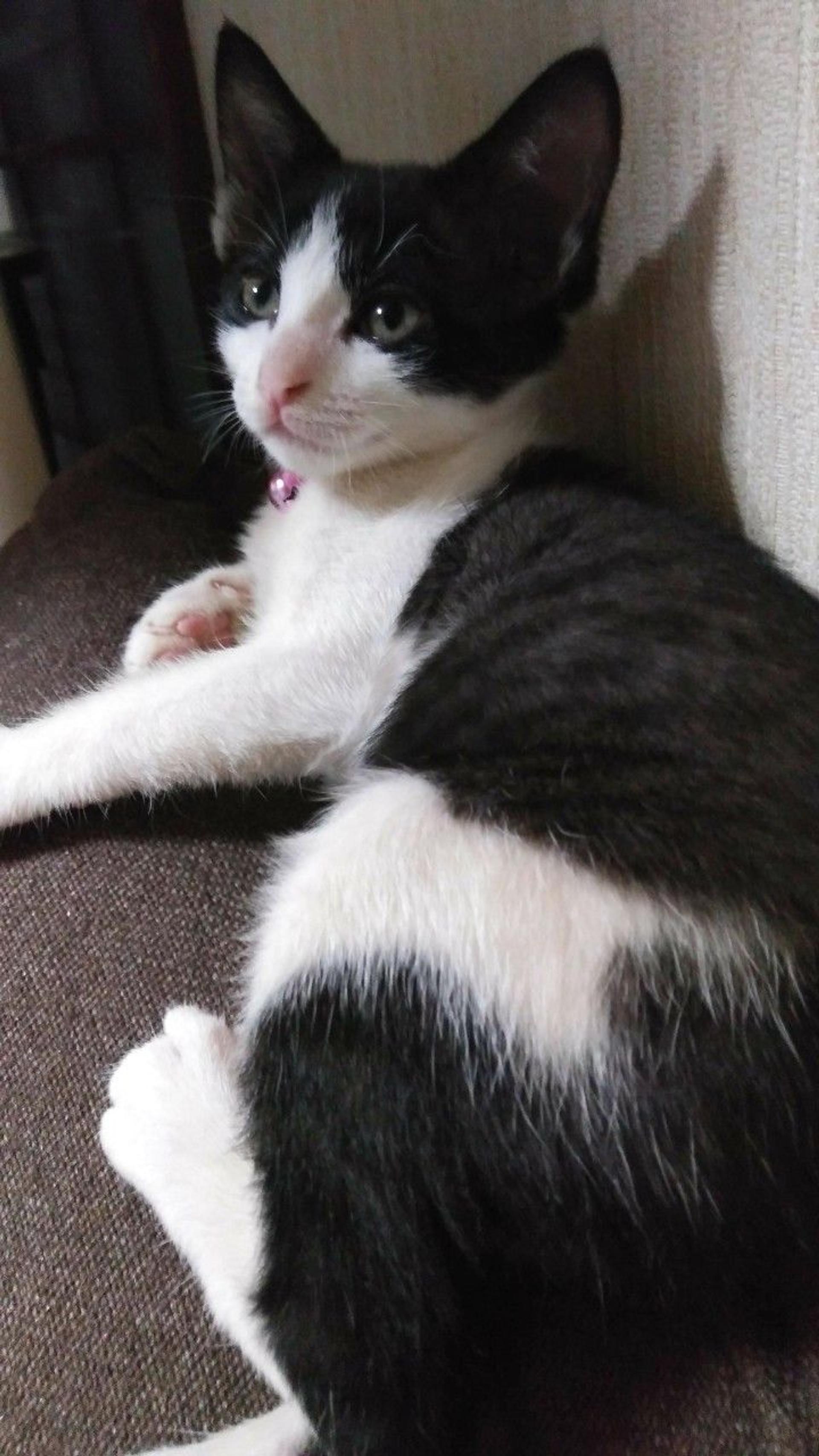 pet-image-4