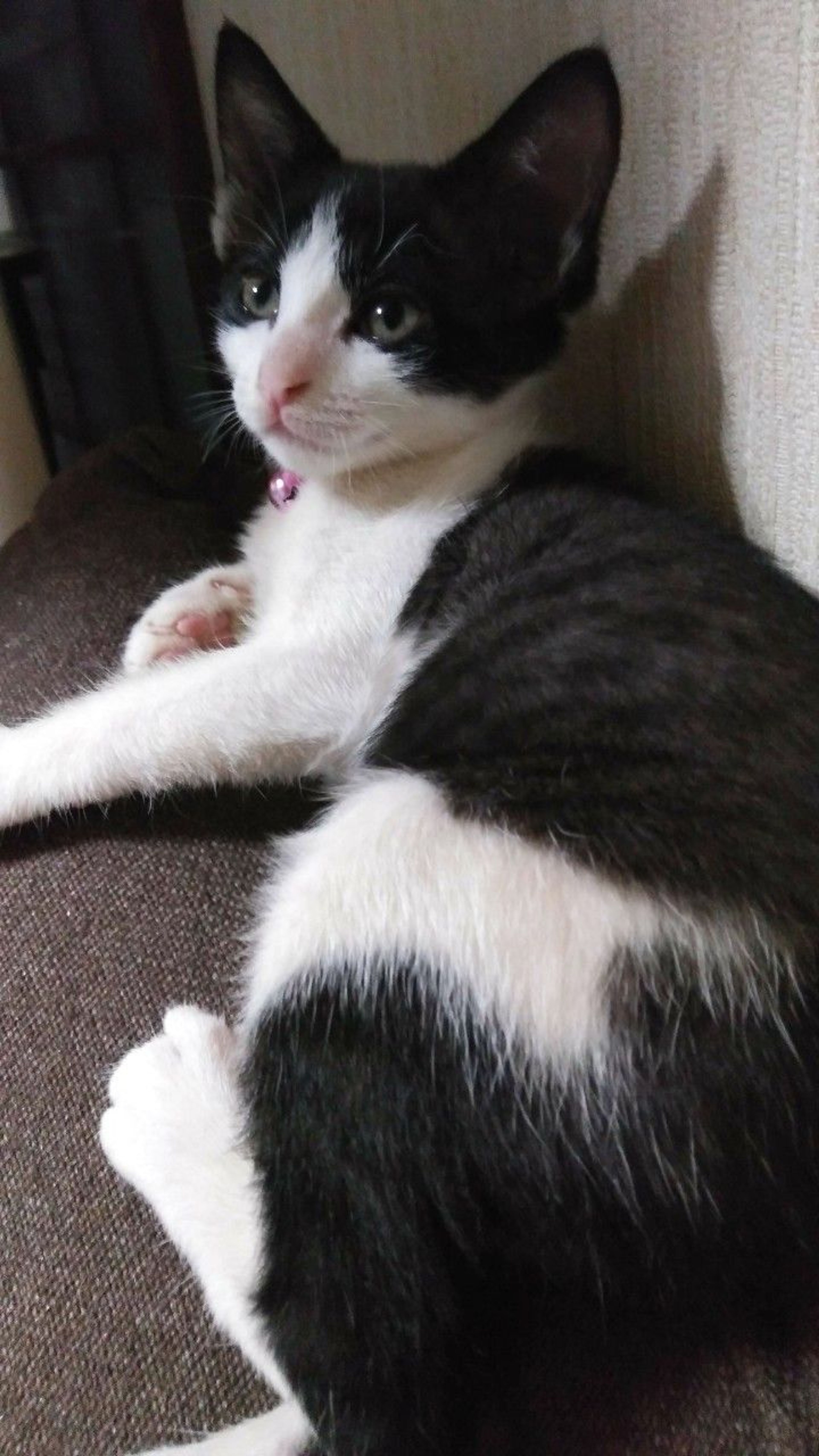 pet-image-4
