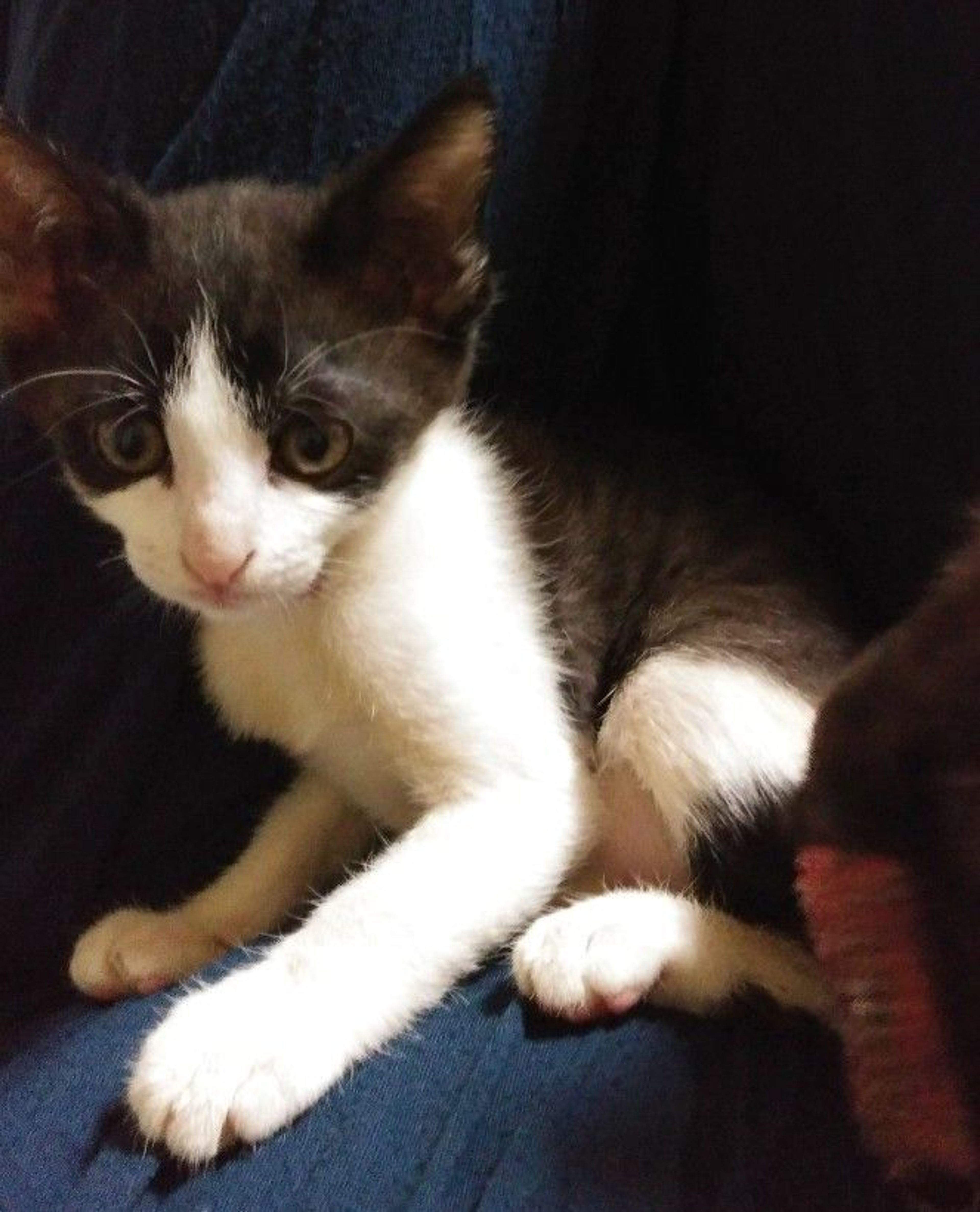 pet-image-5