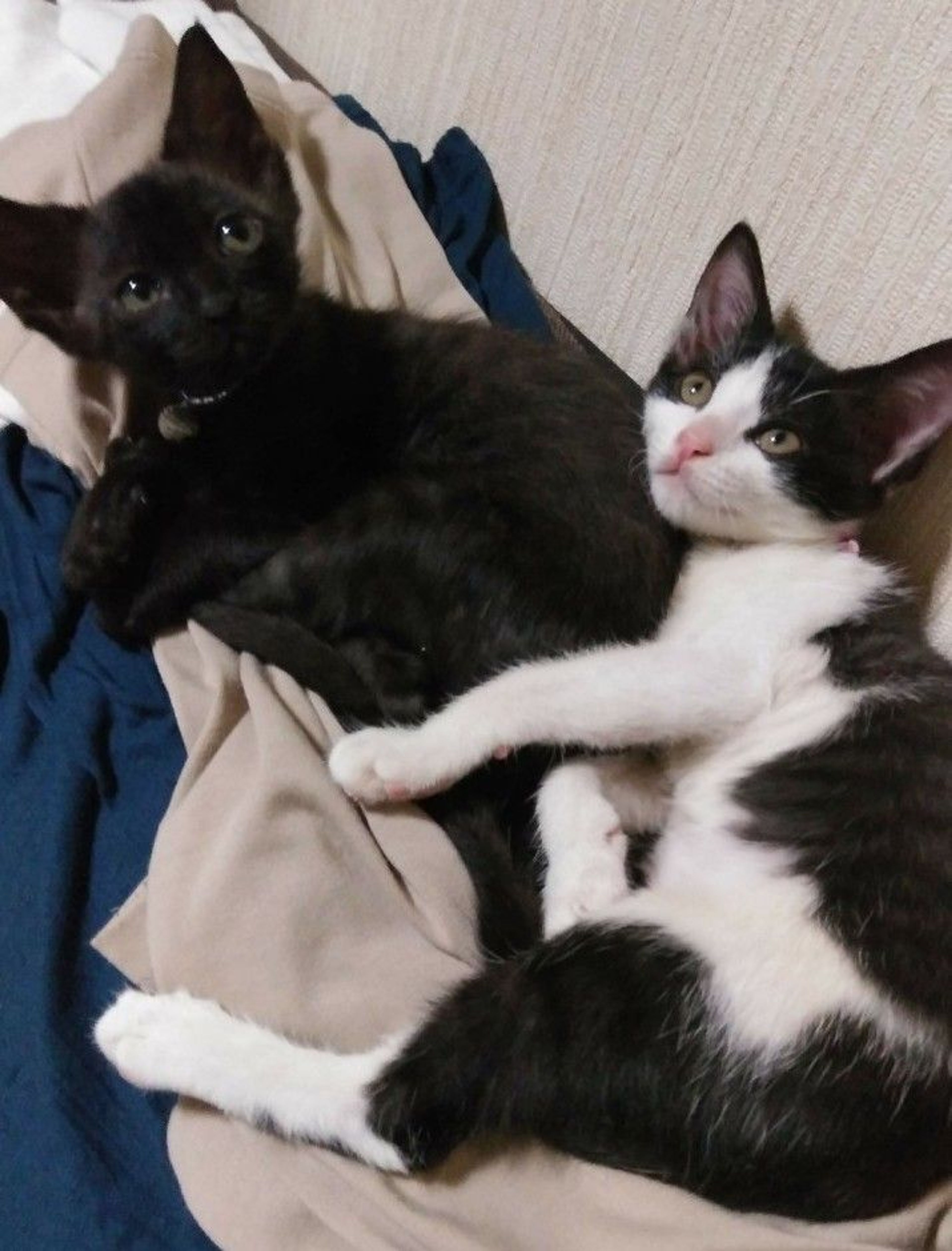 pet-image-6
