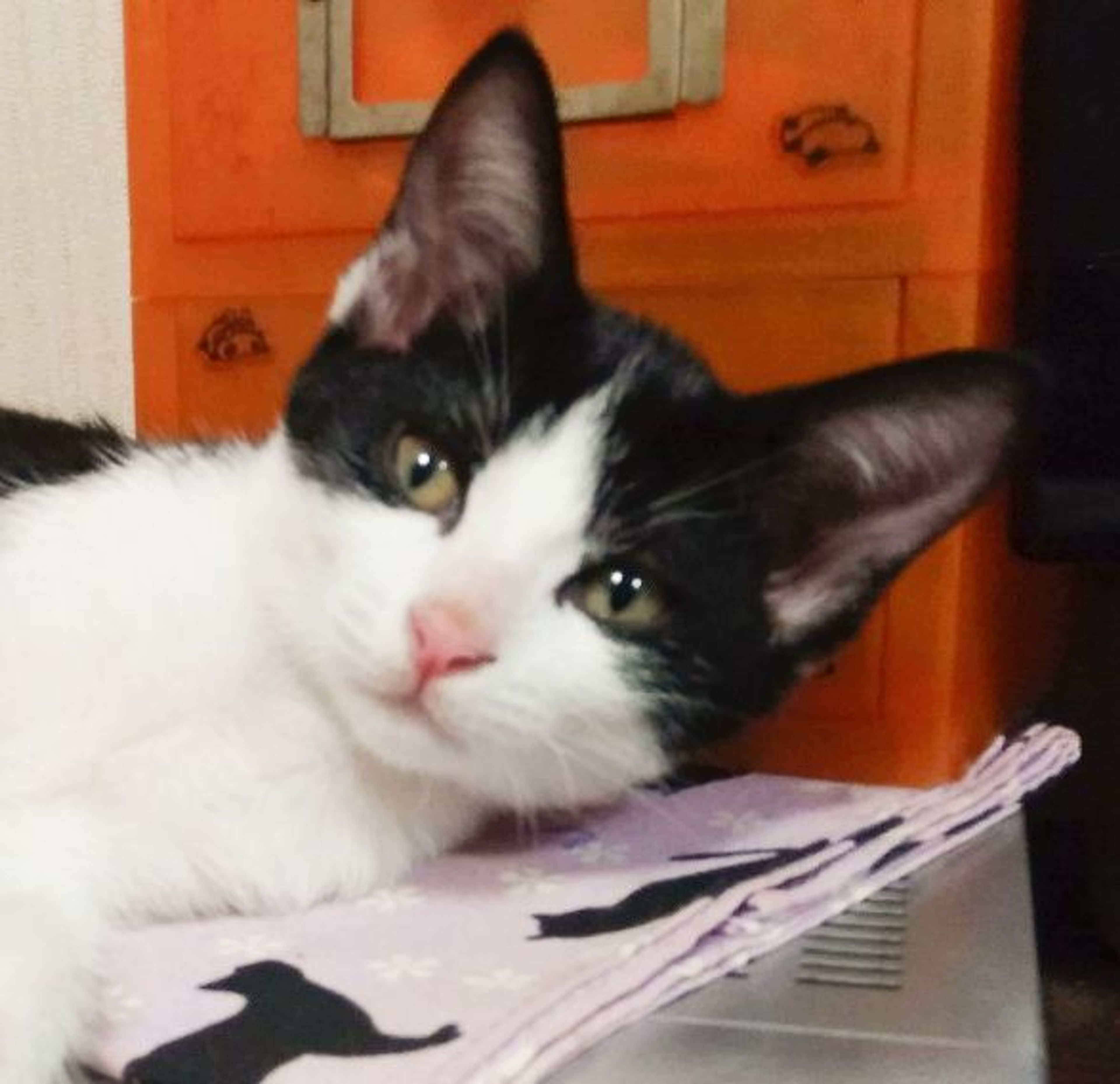 雑種（ミックス猫）・メスの里親募集の写真