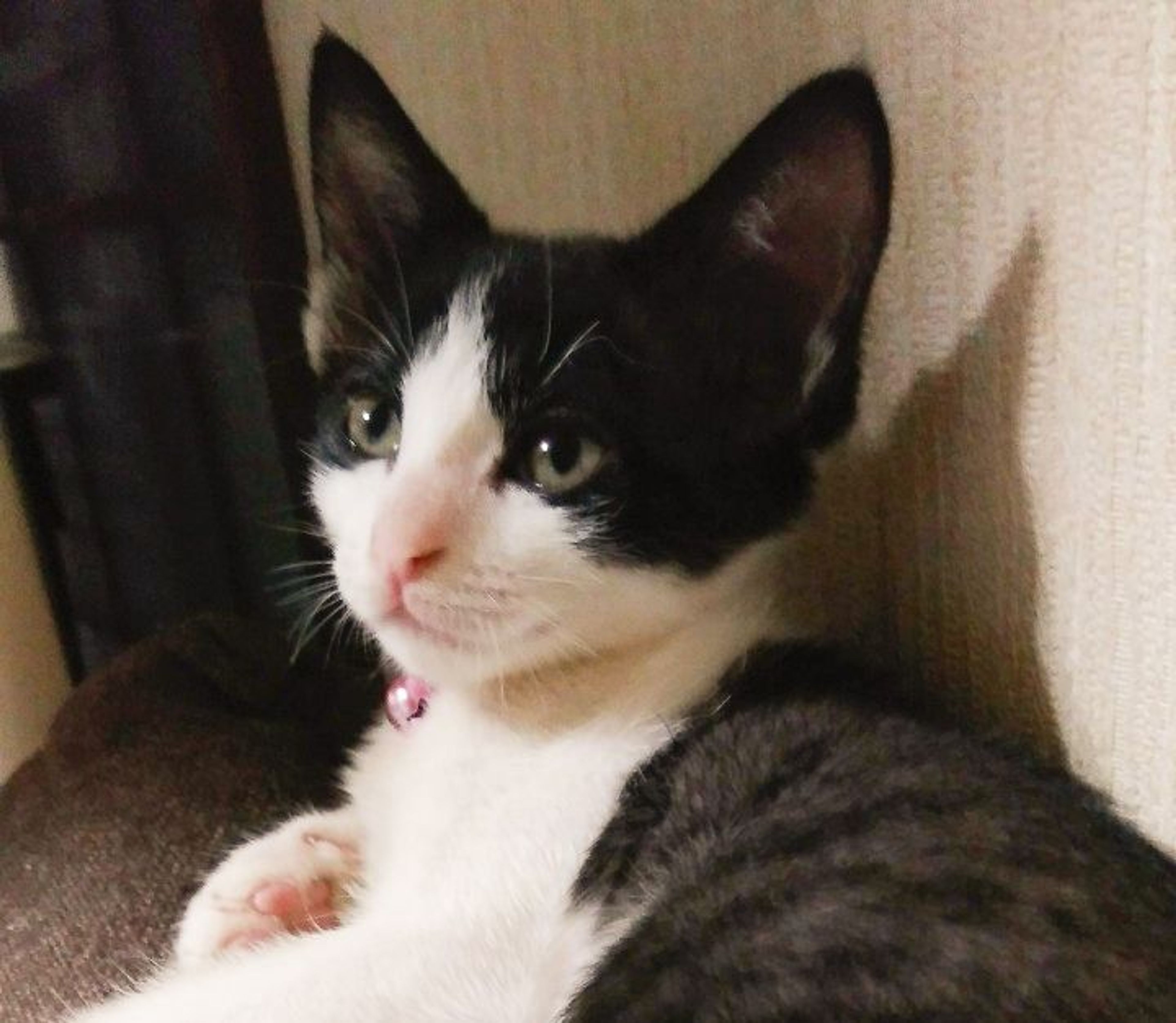 pet-image-2