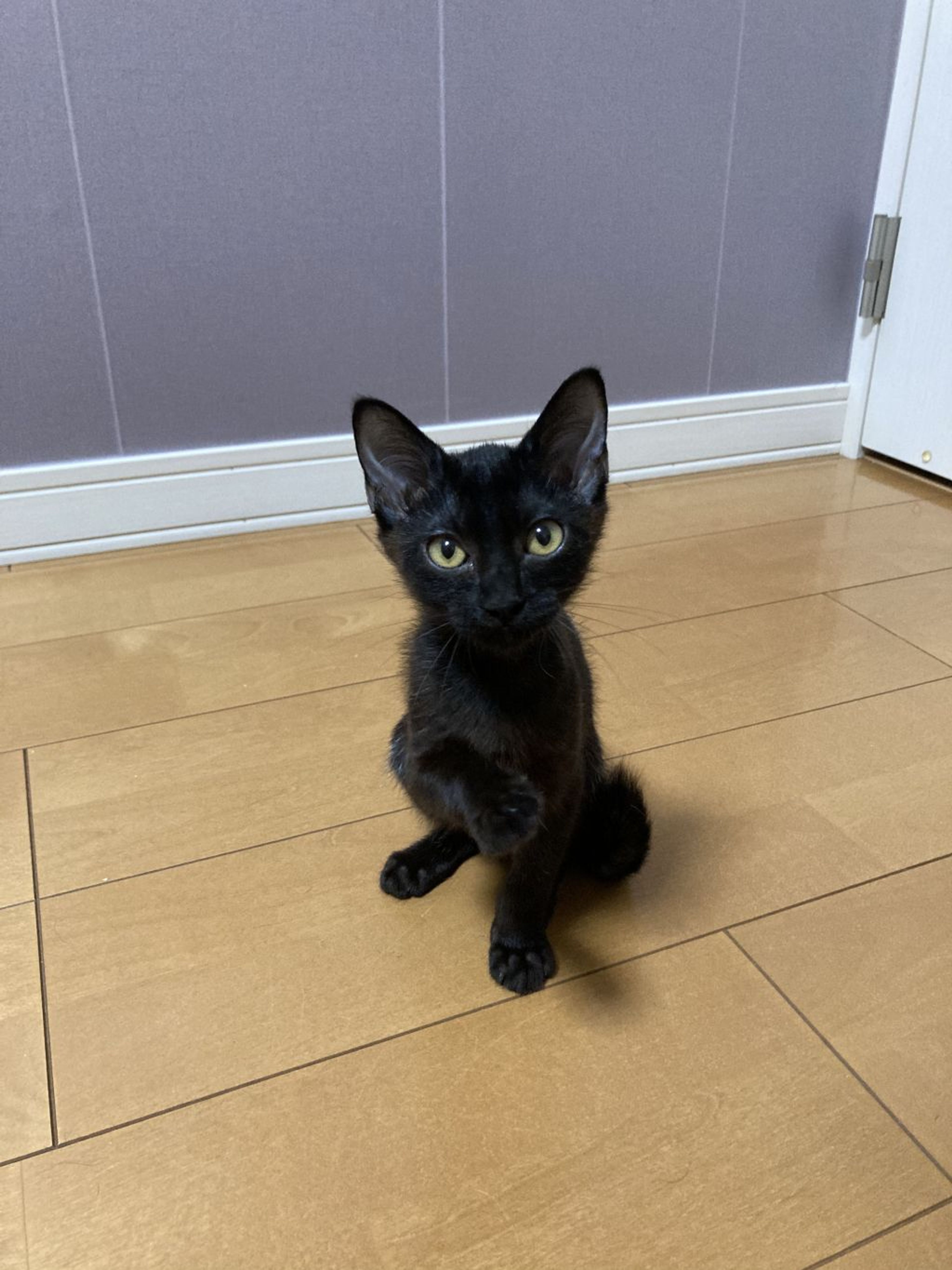 雑種（ミックス猫）・オスの里親募集の写真