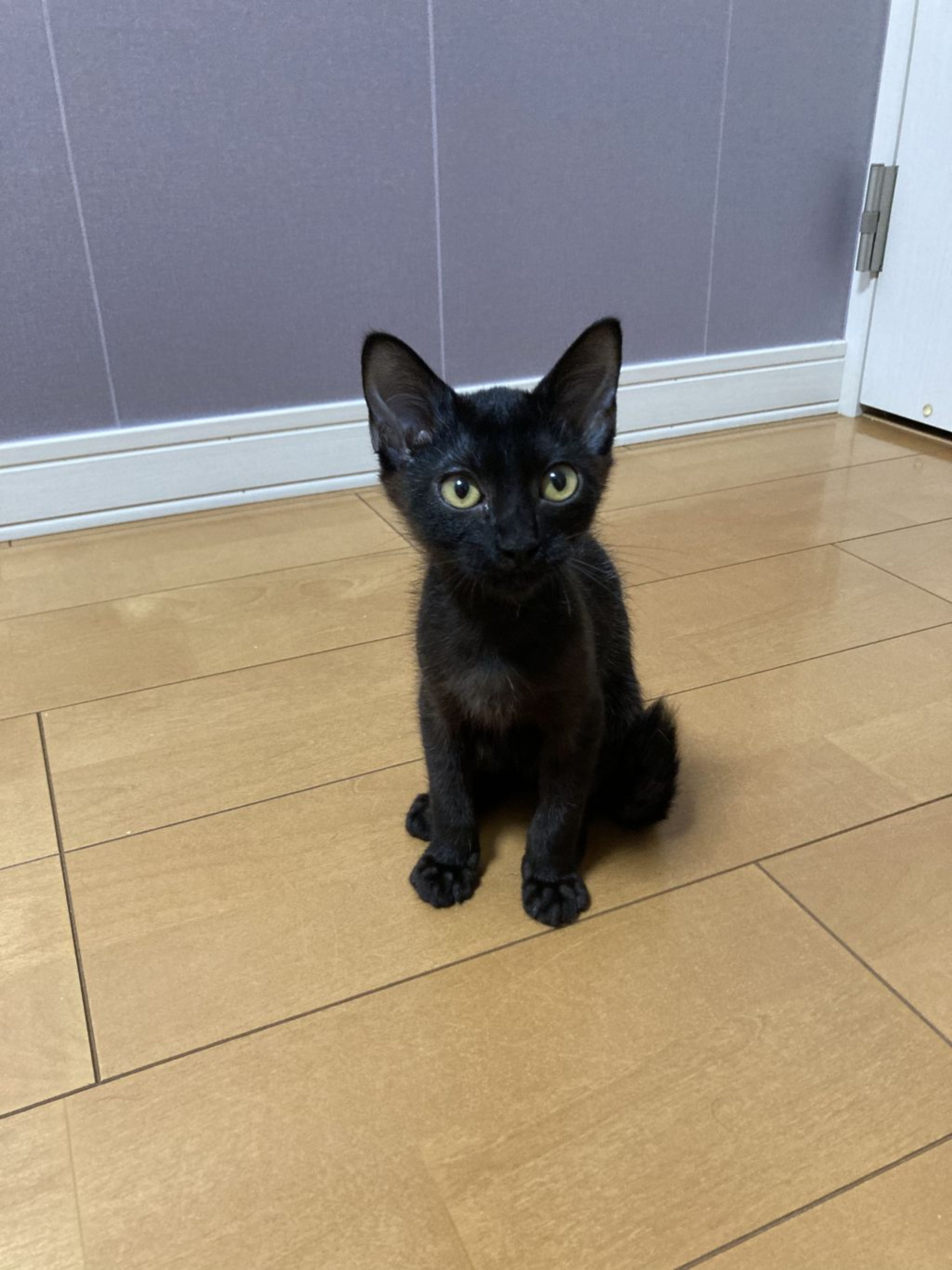 pet-image-2