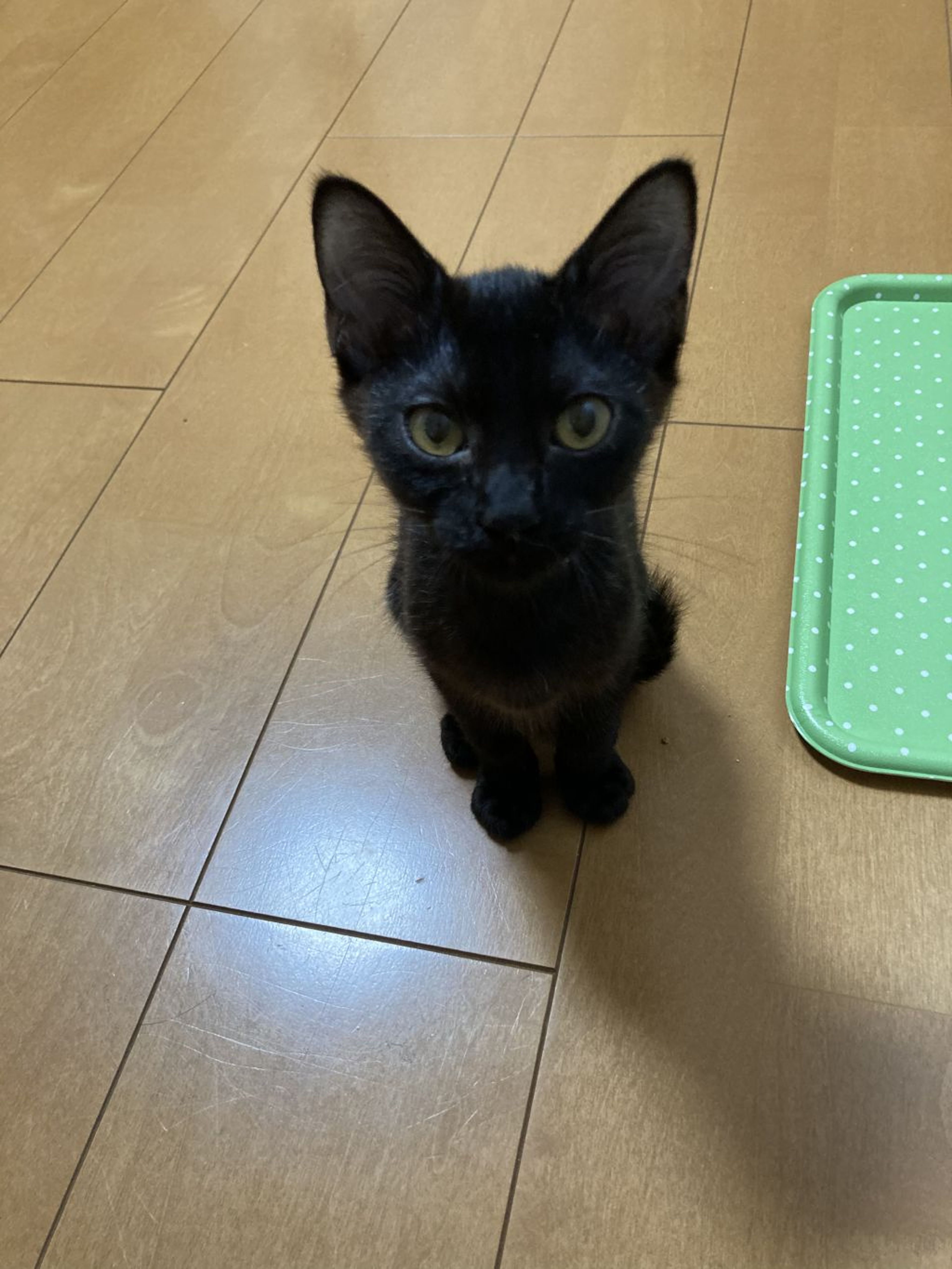 pet-image-3