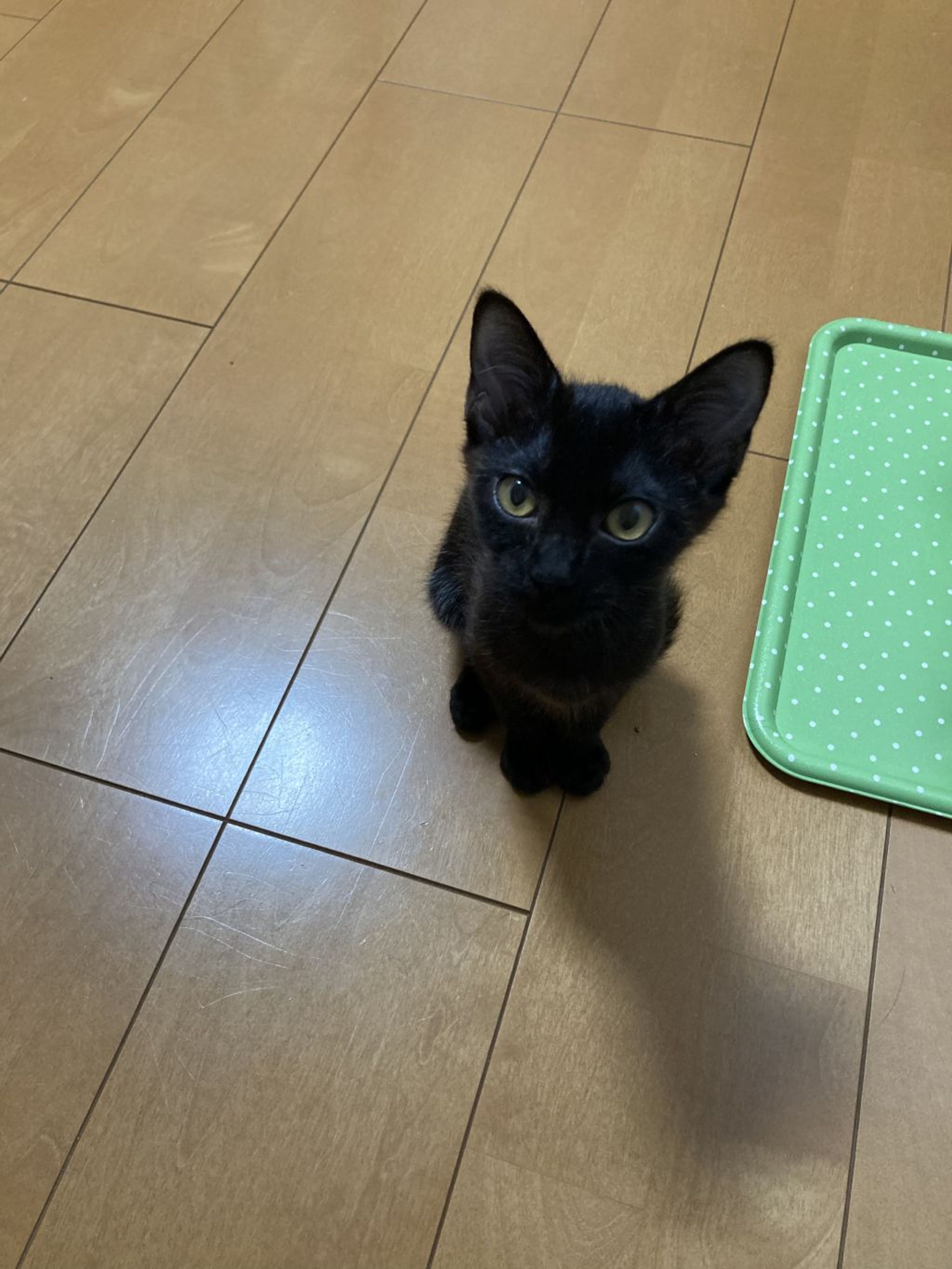 pet-image-4