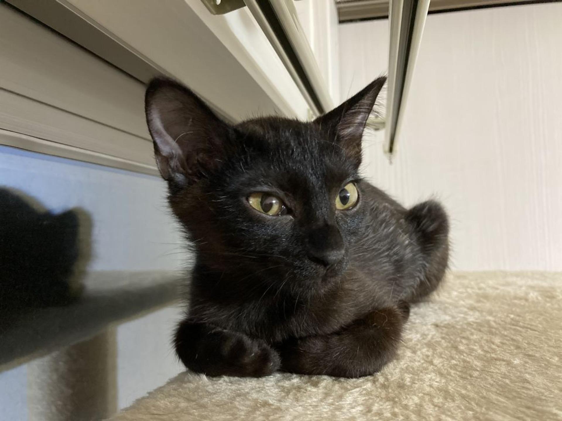 pet-image-5