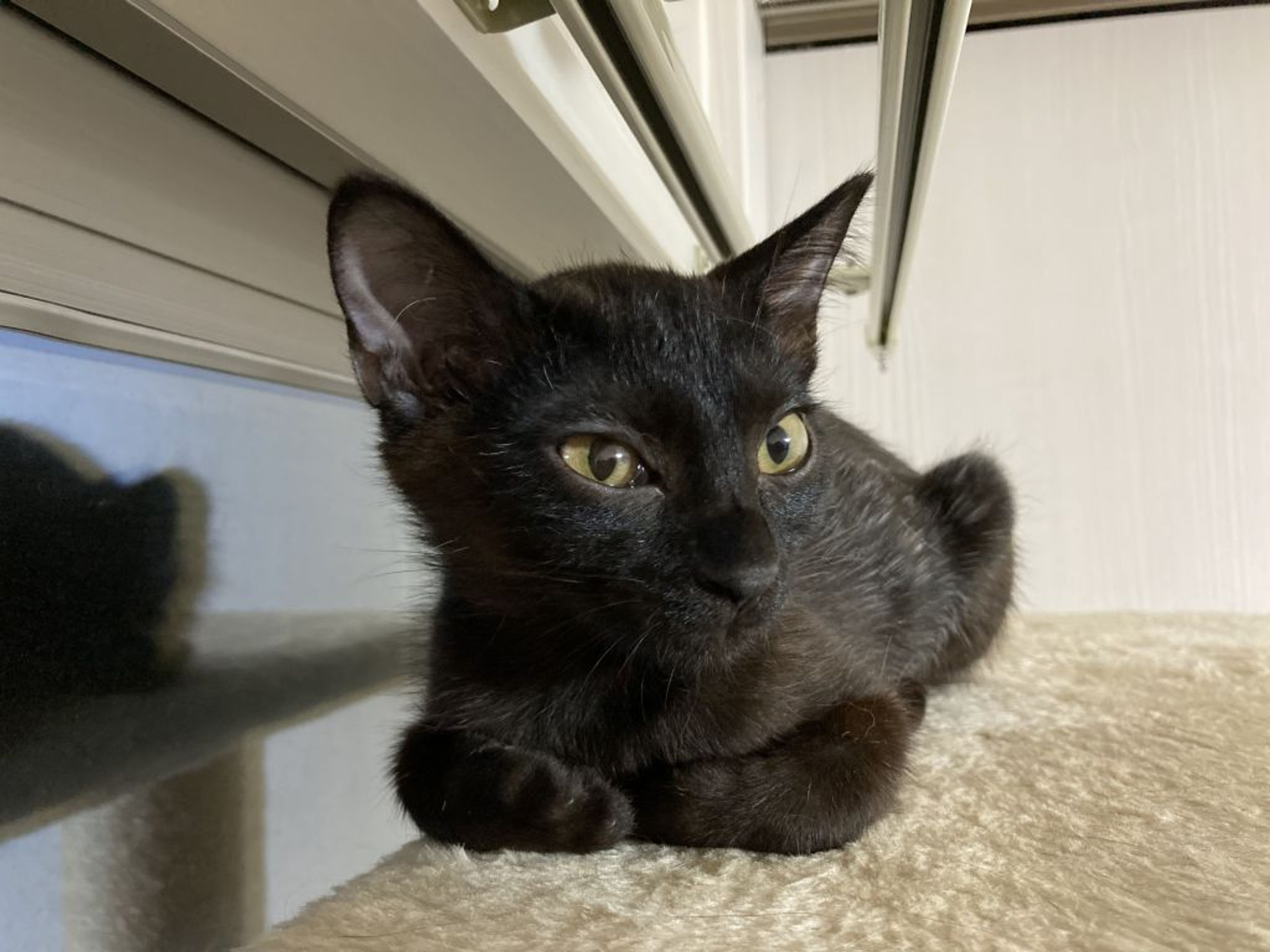 pet-image-5