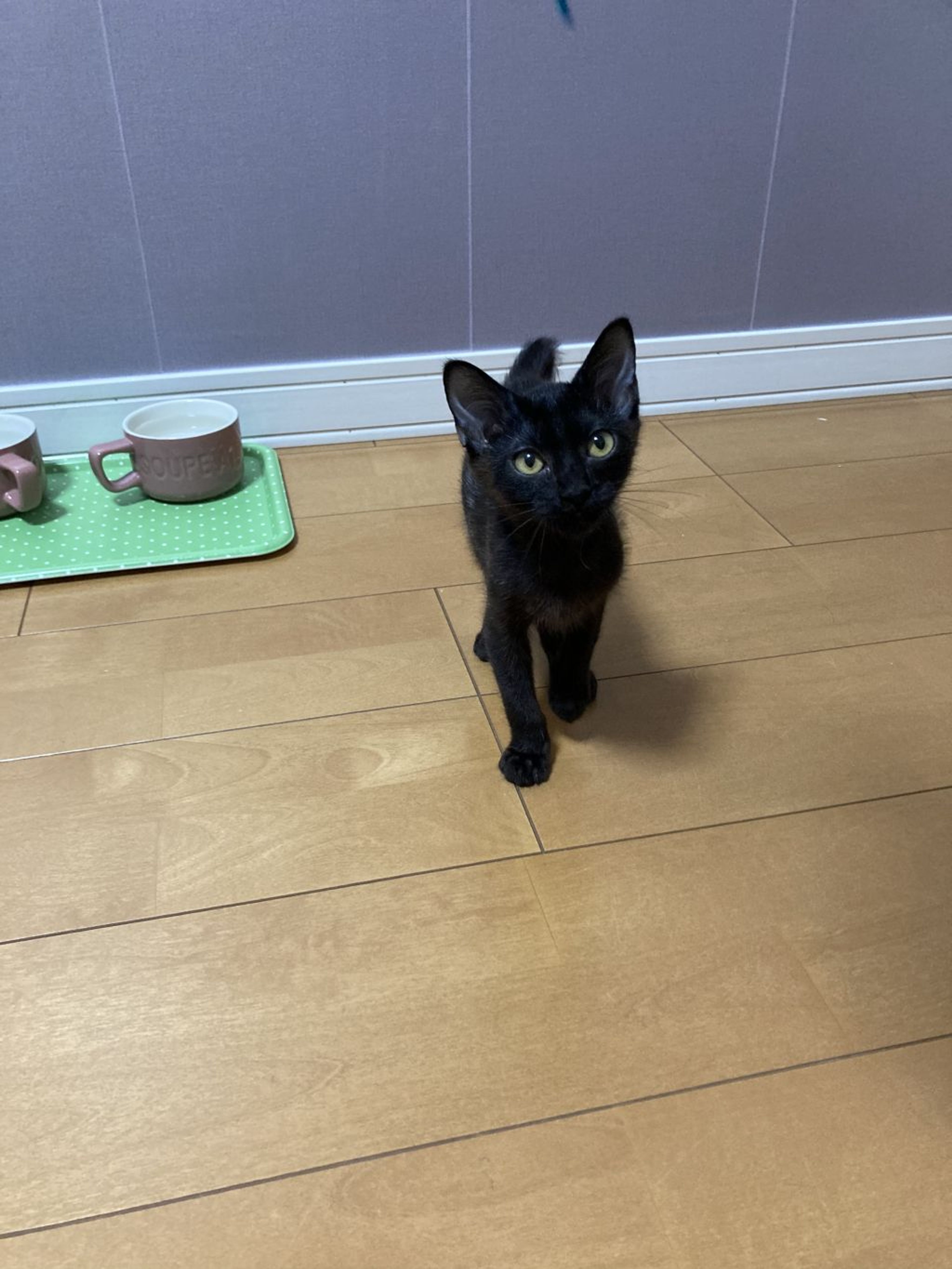 pet-image-9