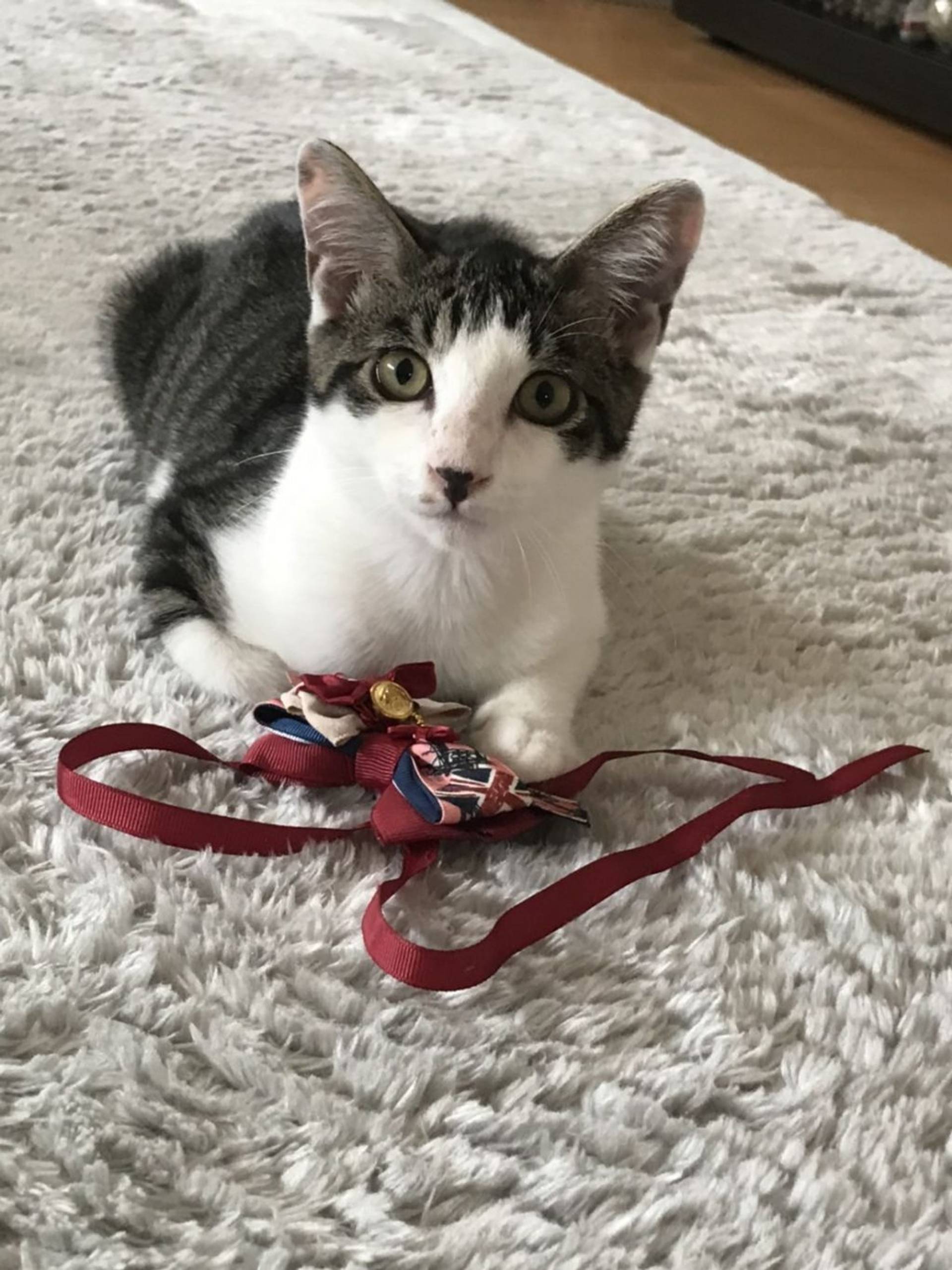 雑種（ミックス猫）・オスの里親募集の写真