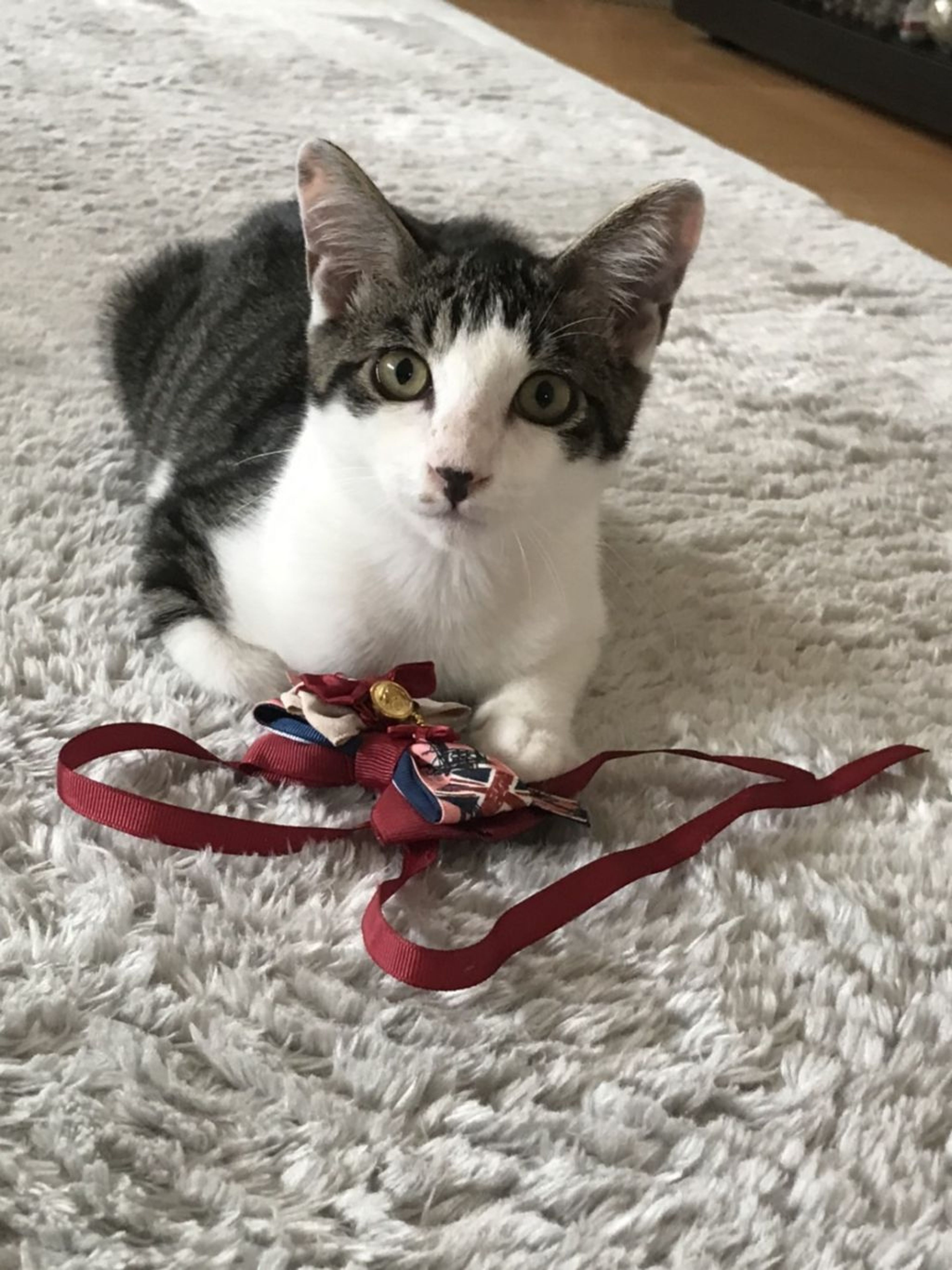 雑種（ミックス猫）・オスの里親募集の写真
