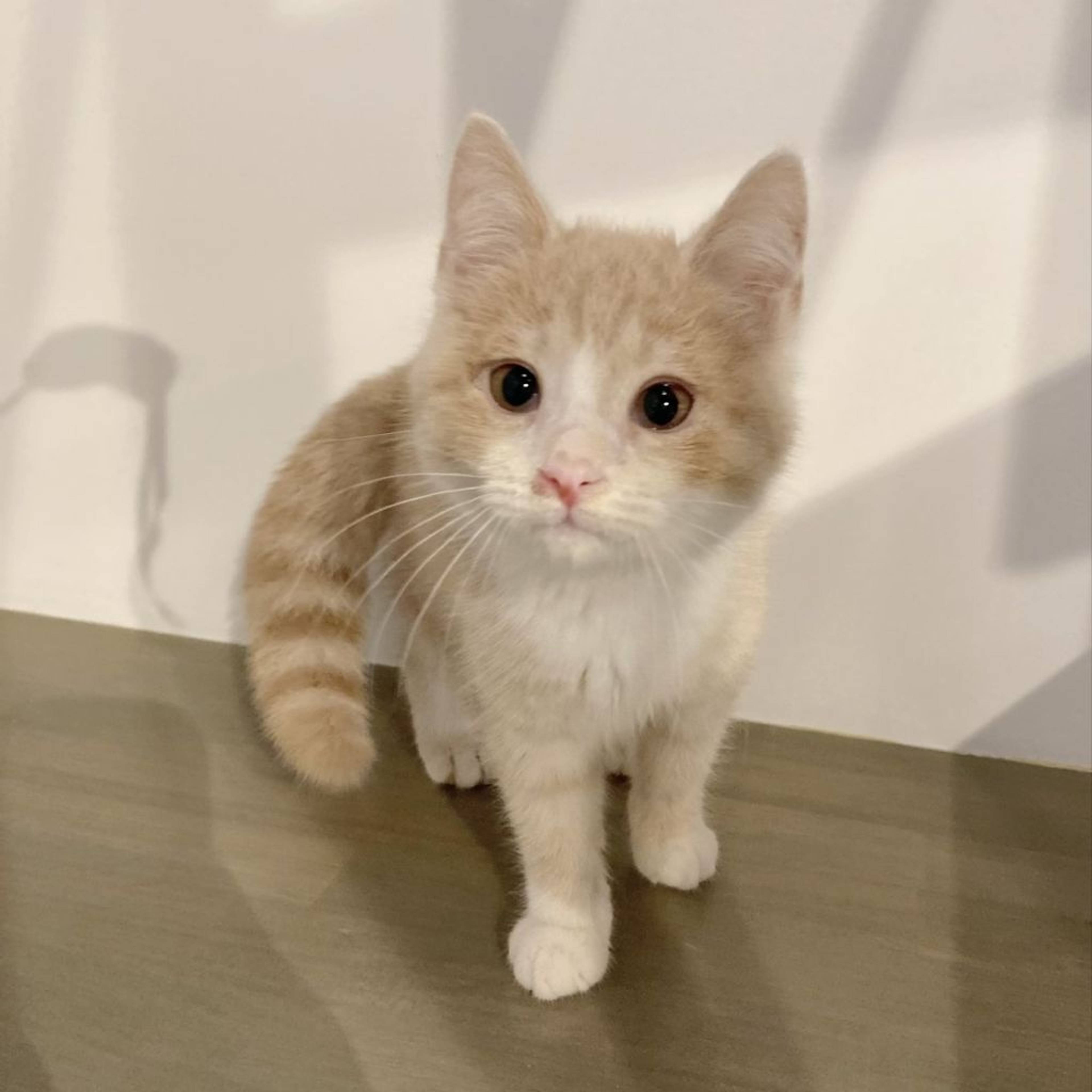 マンチカン・オスの里親募集の写真