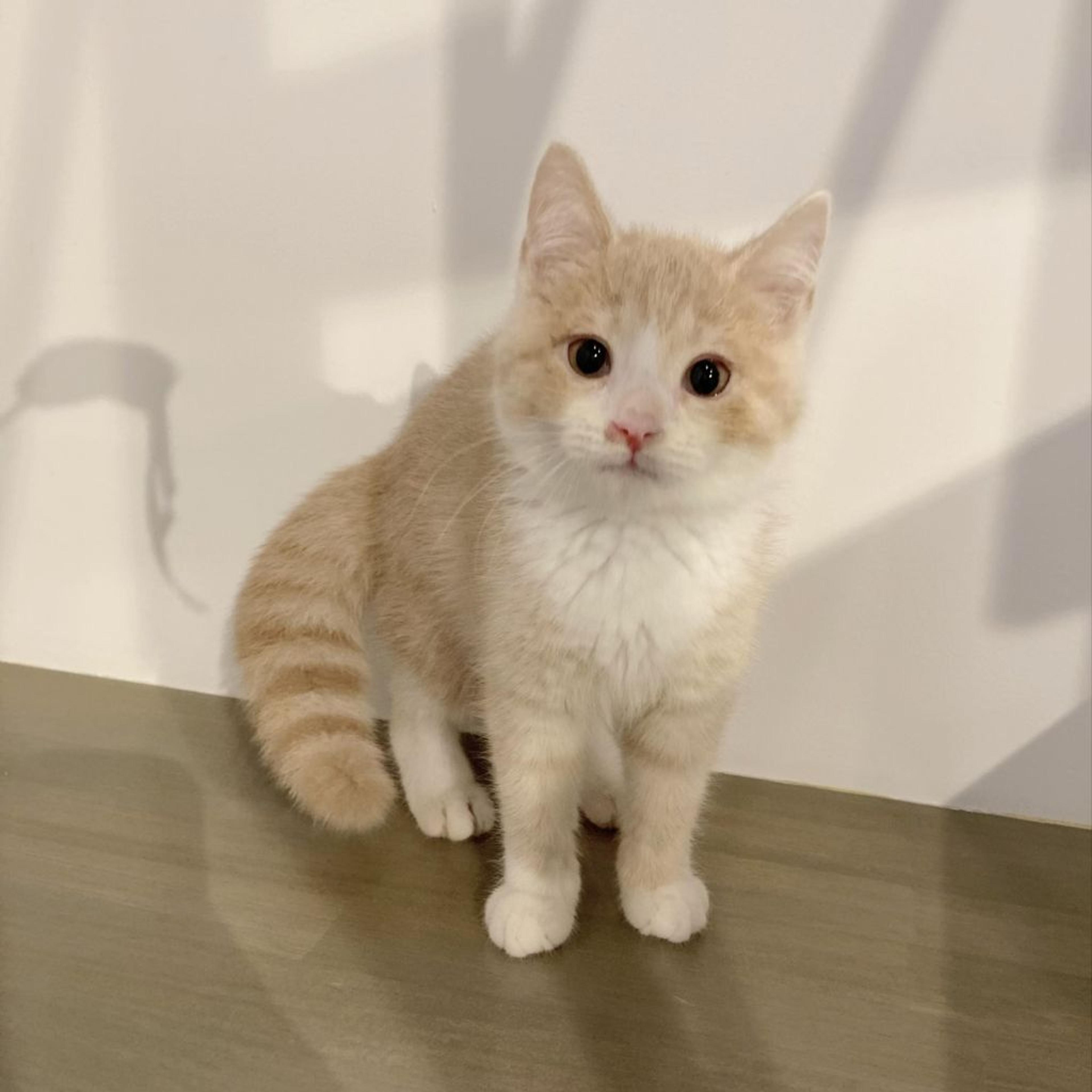 pet-image-2