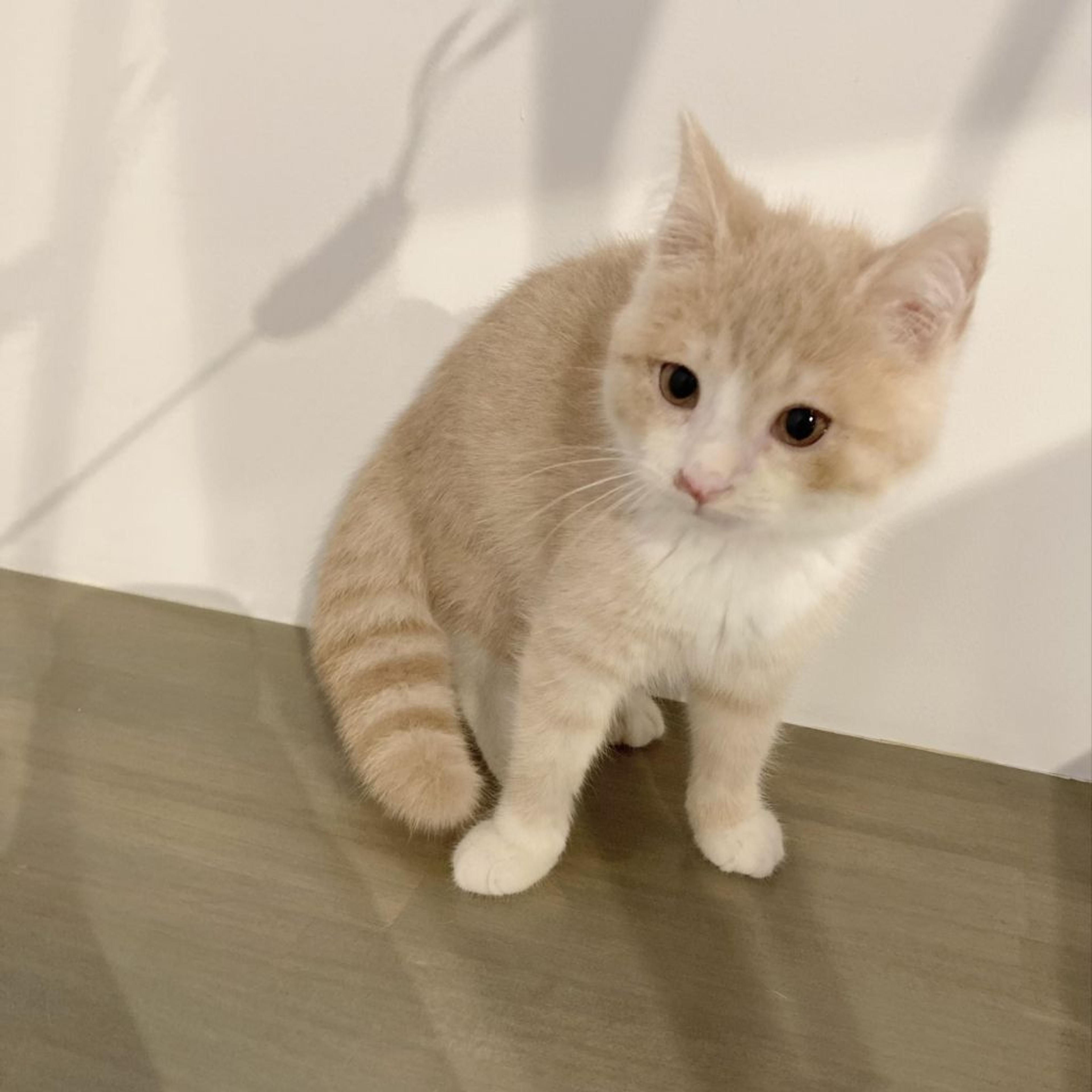 pet-image-3