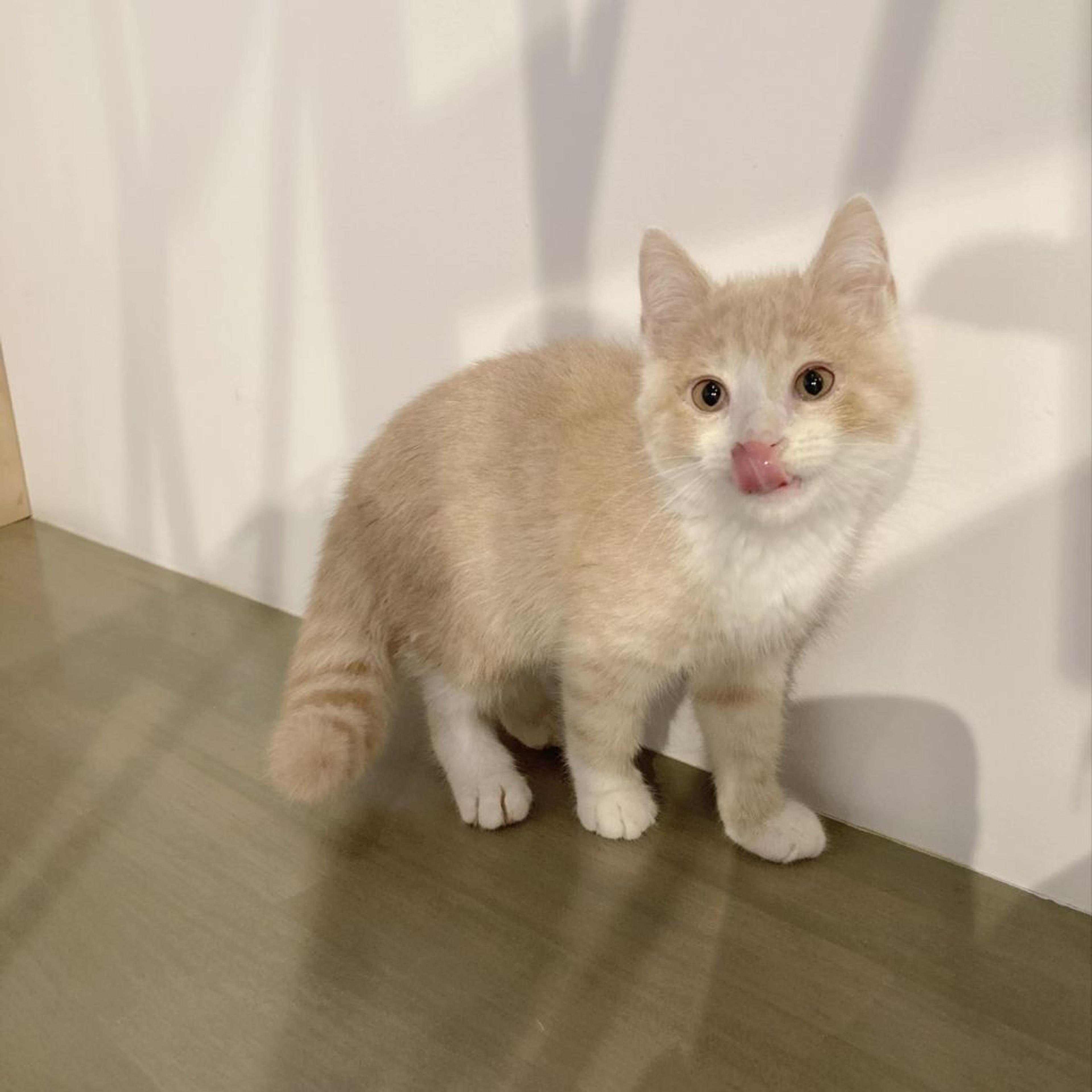 pet-image-4
