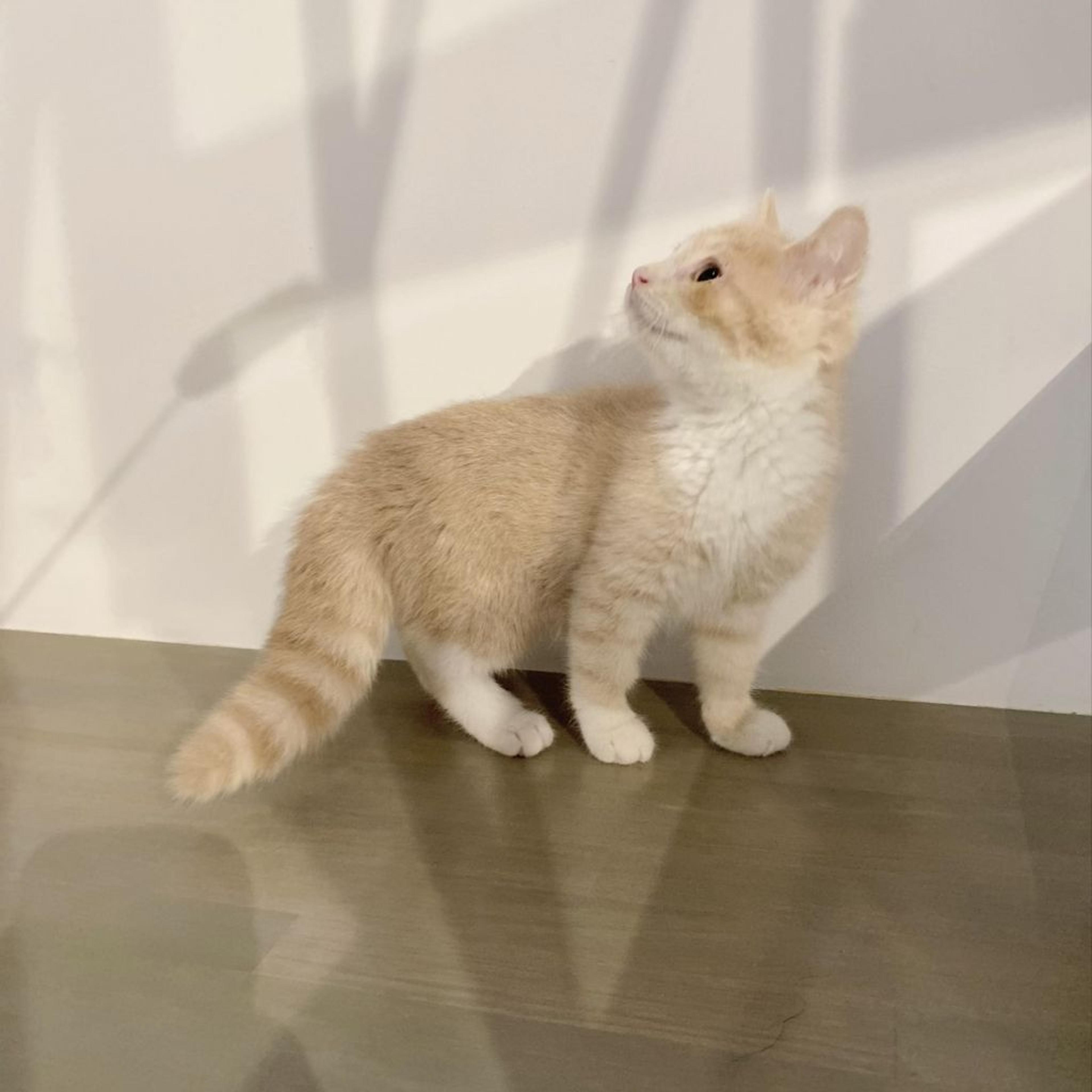 pet-image-5