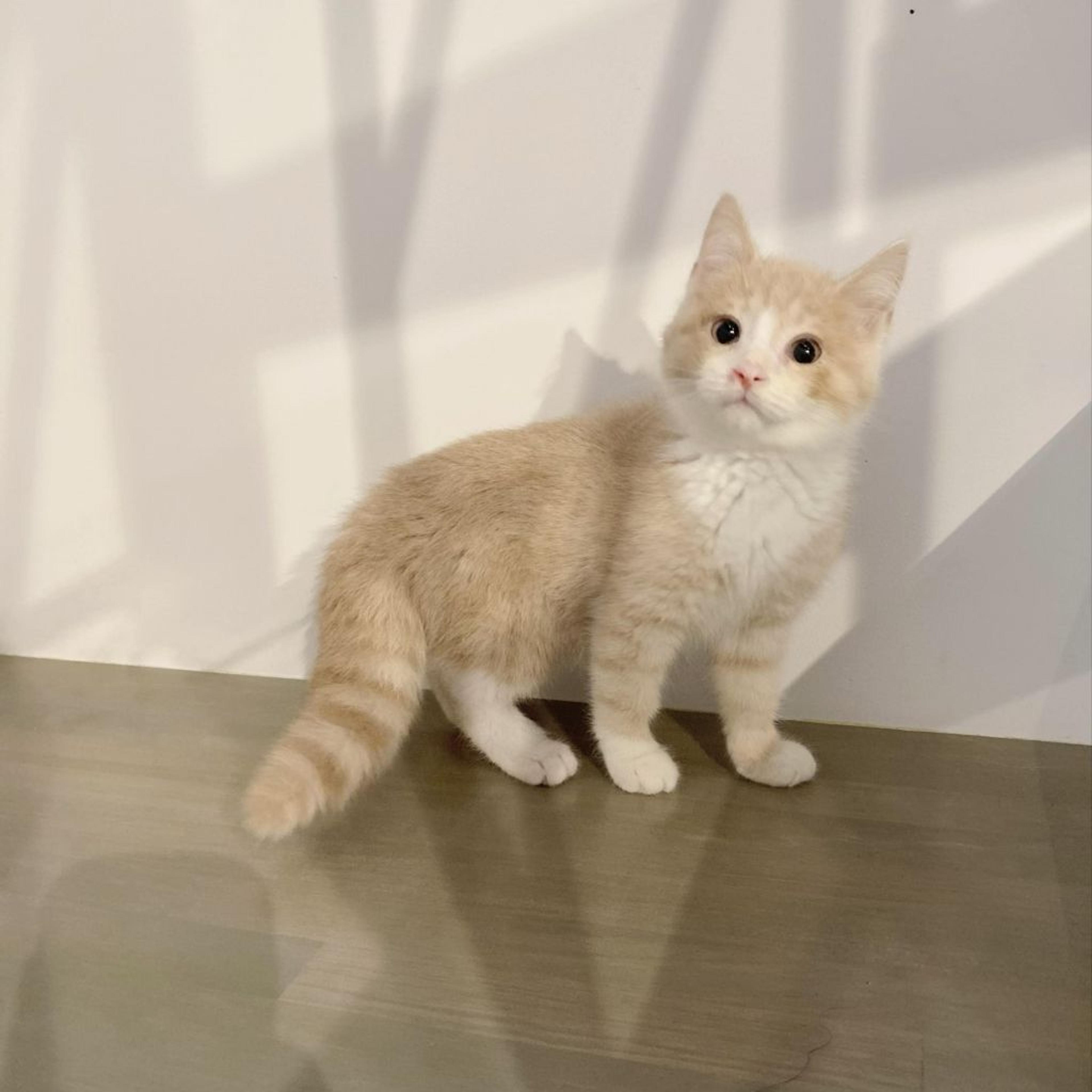 pet-image-6
