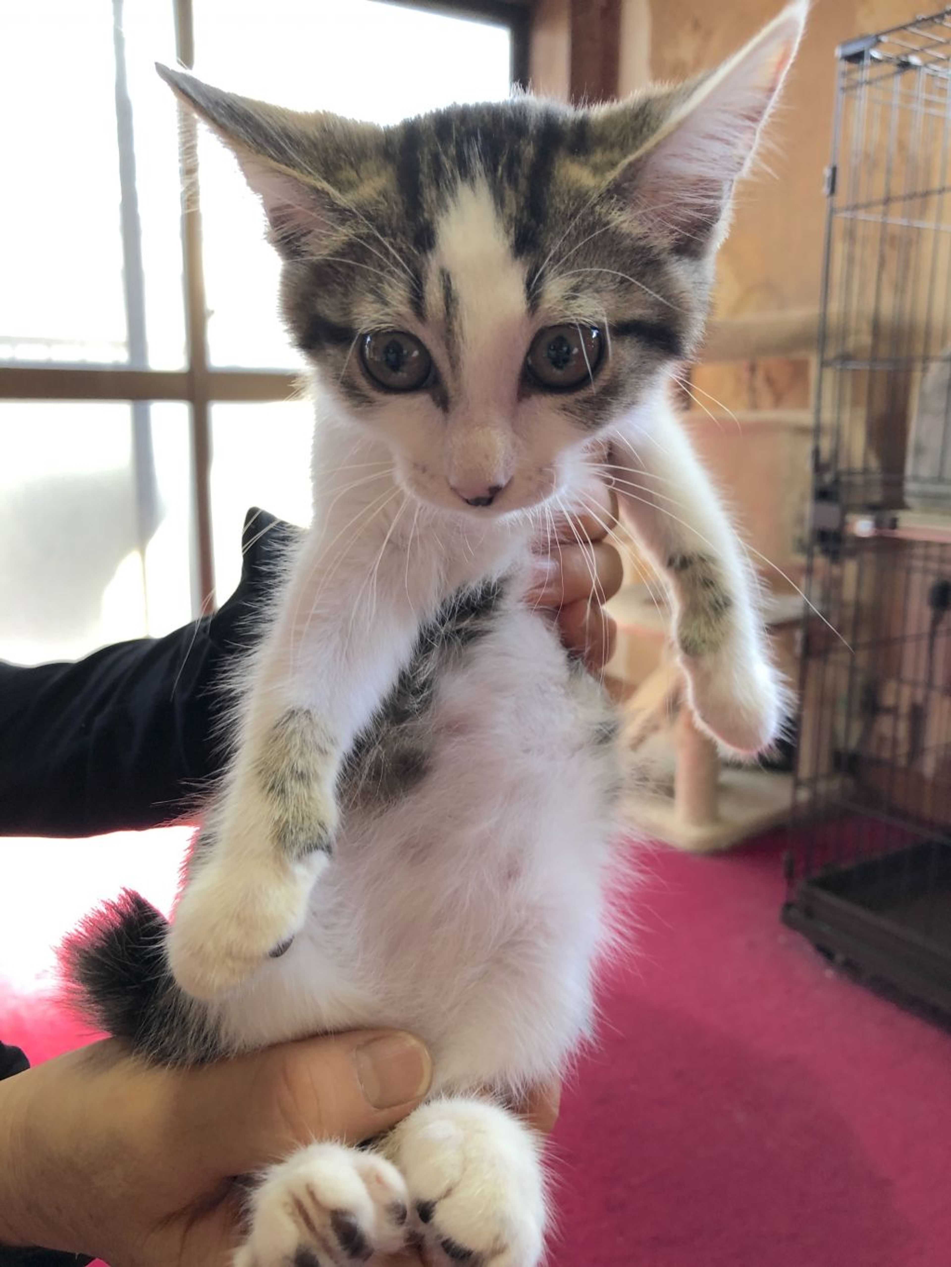 pet-image-2