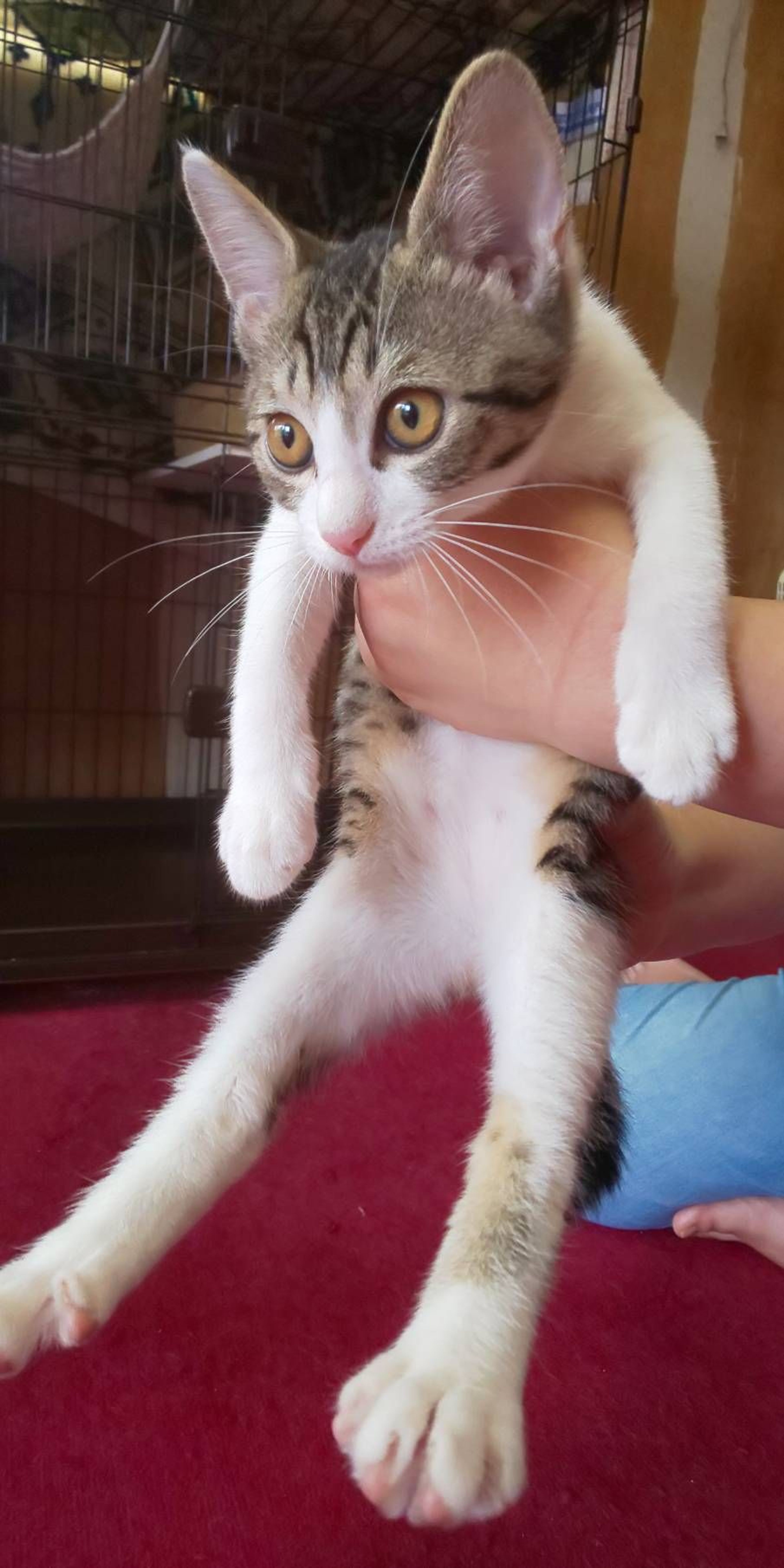日本猫・メスの里親募集の写真