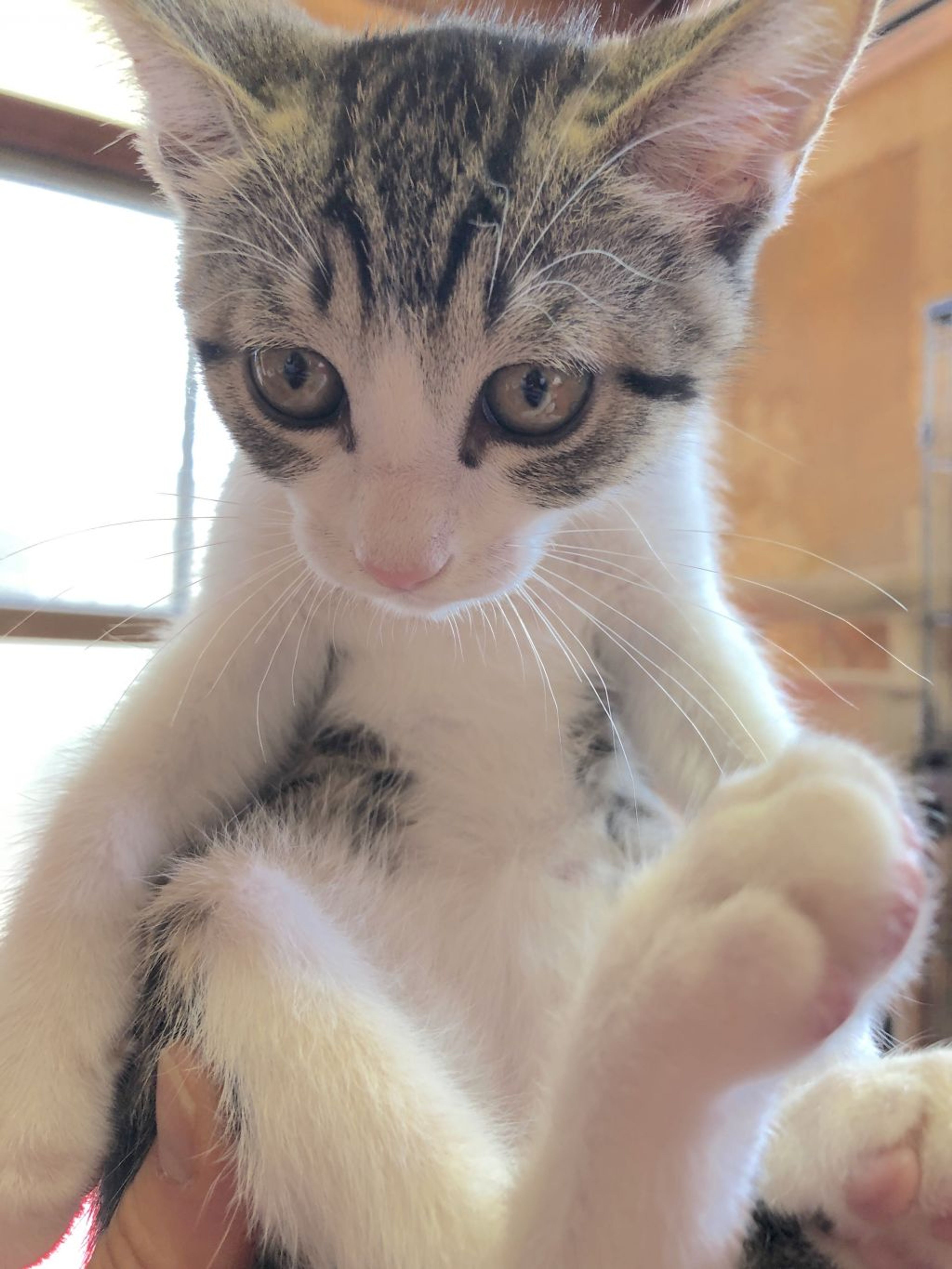pet-image-2