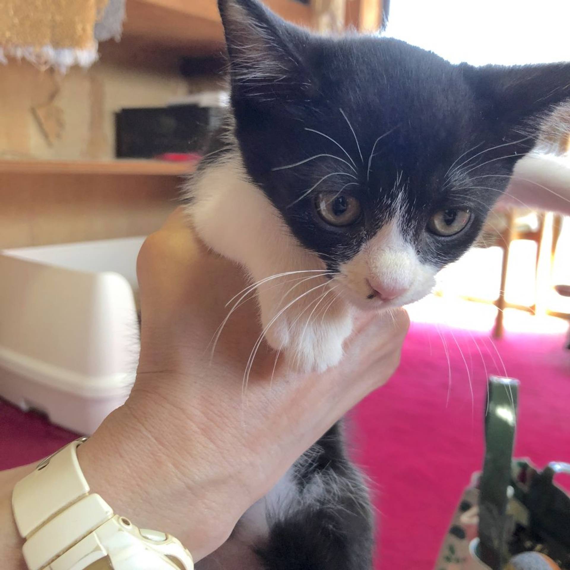 日本猫・メスの里親募集の写真