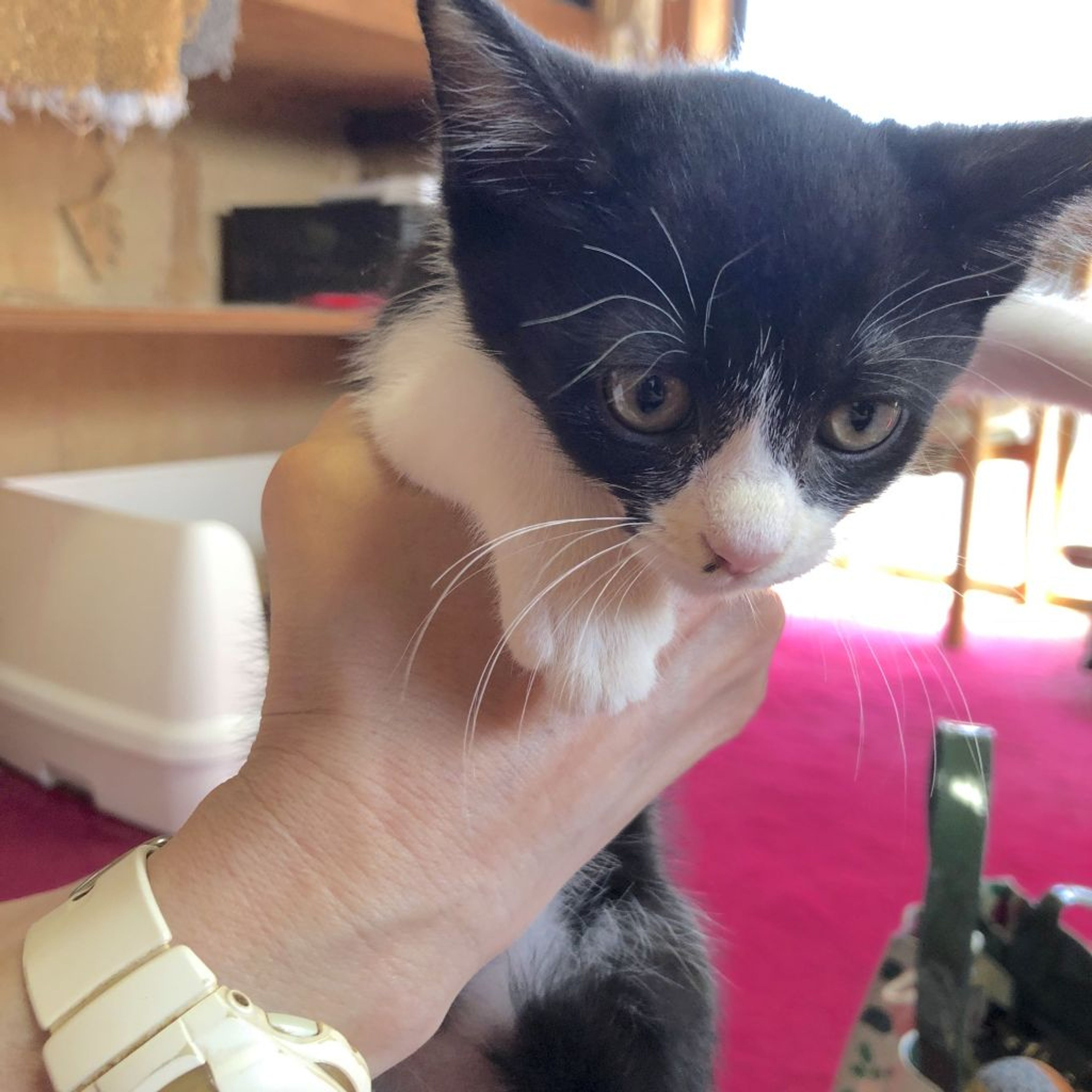 日本猫・メスの里親募集の写真