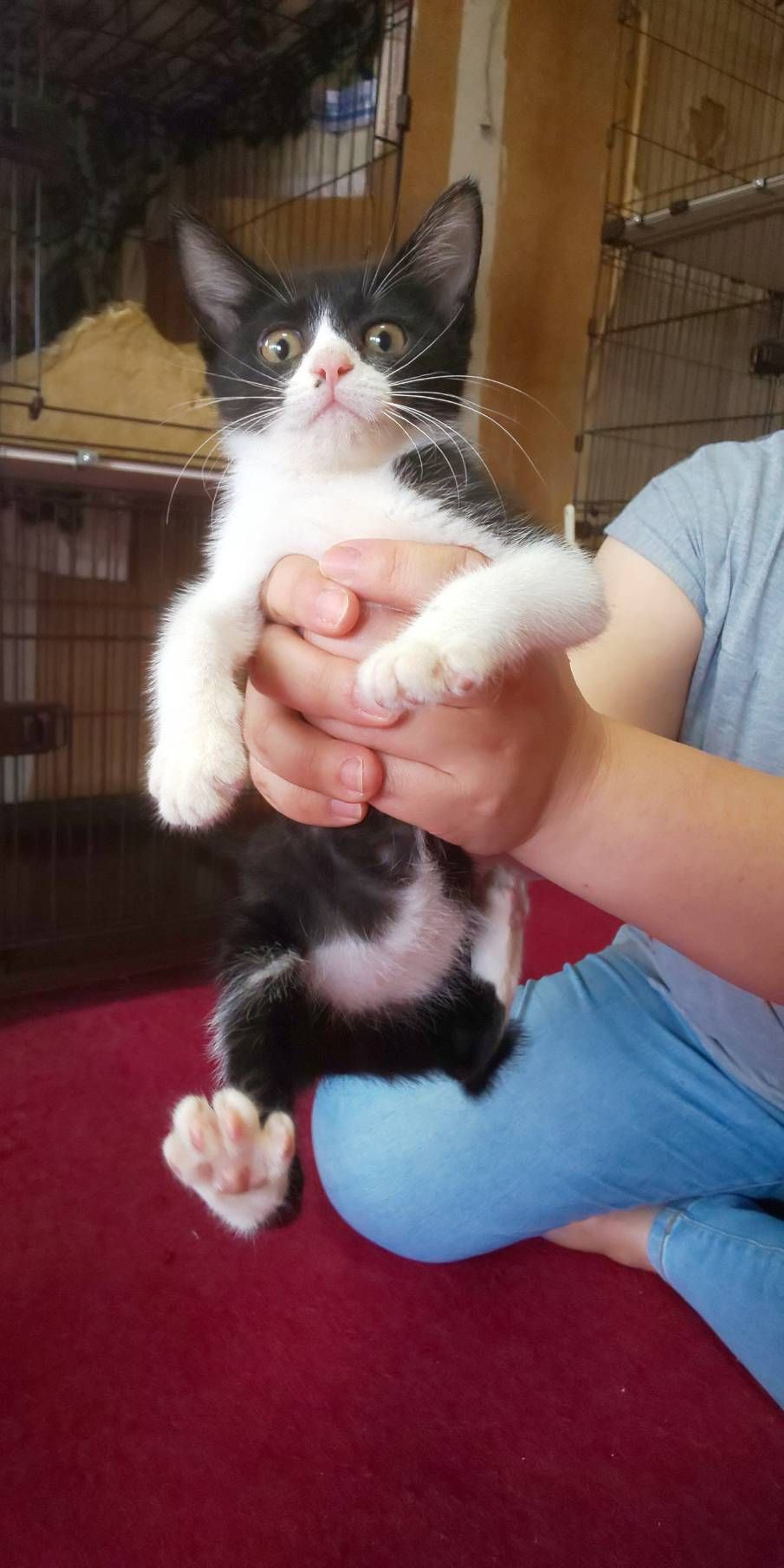 pet-image-2