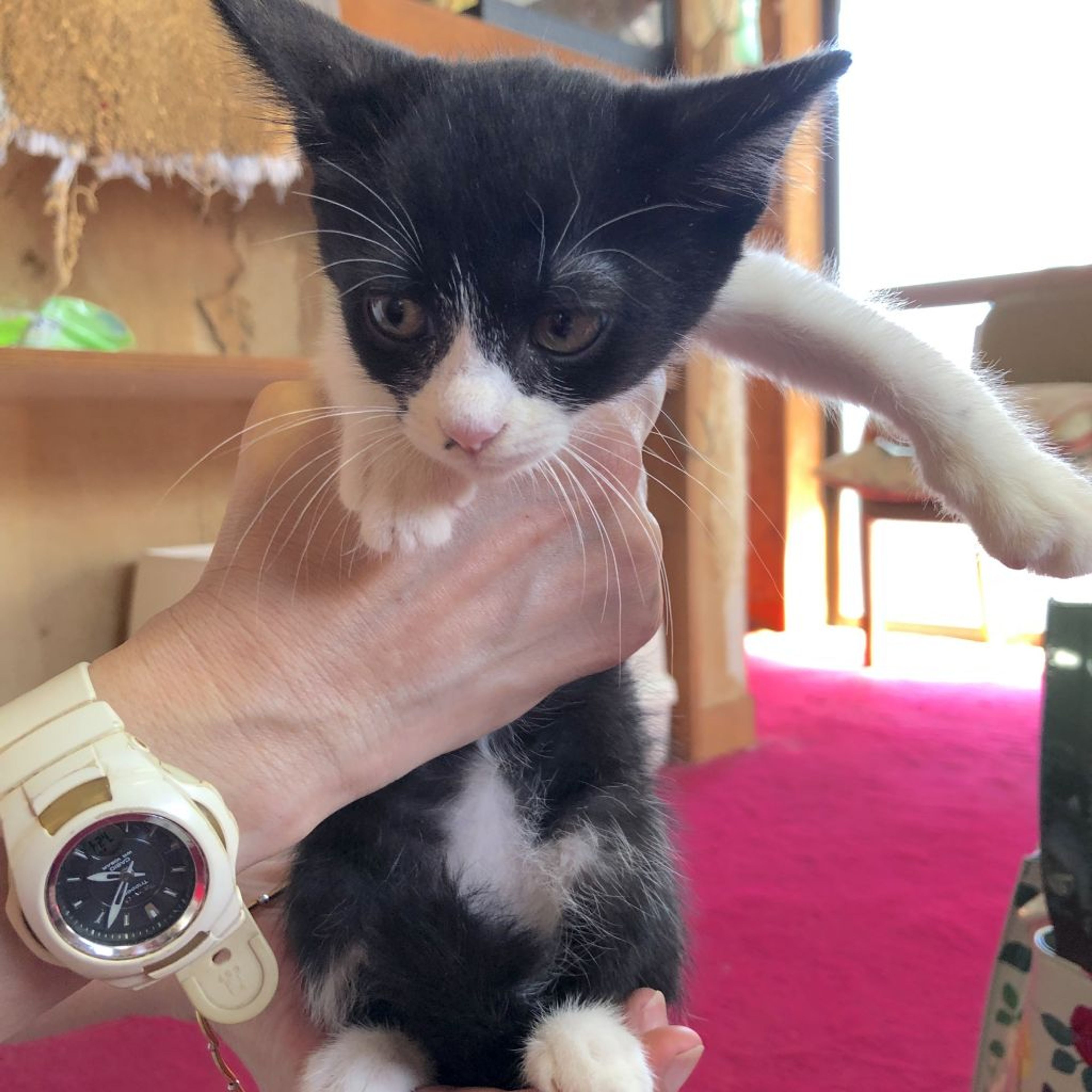 pet-image-3