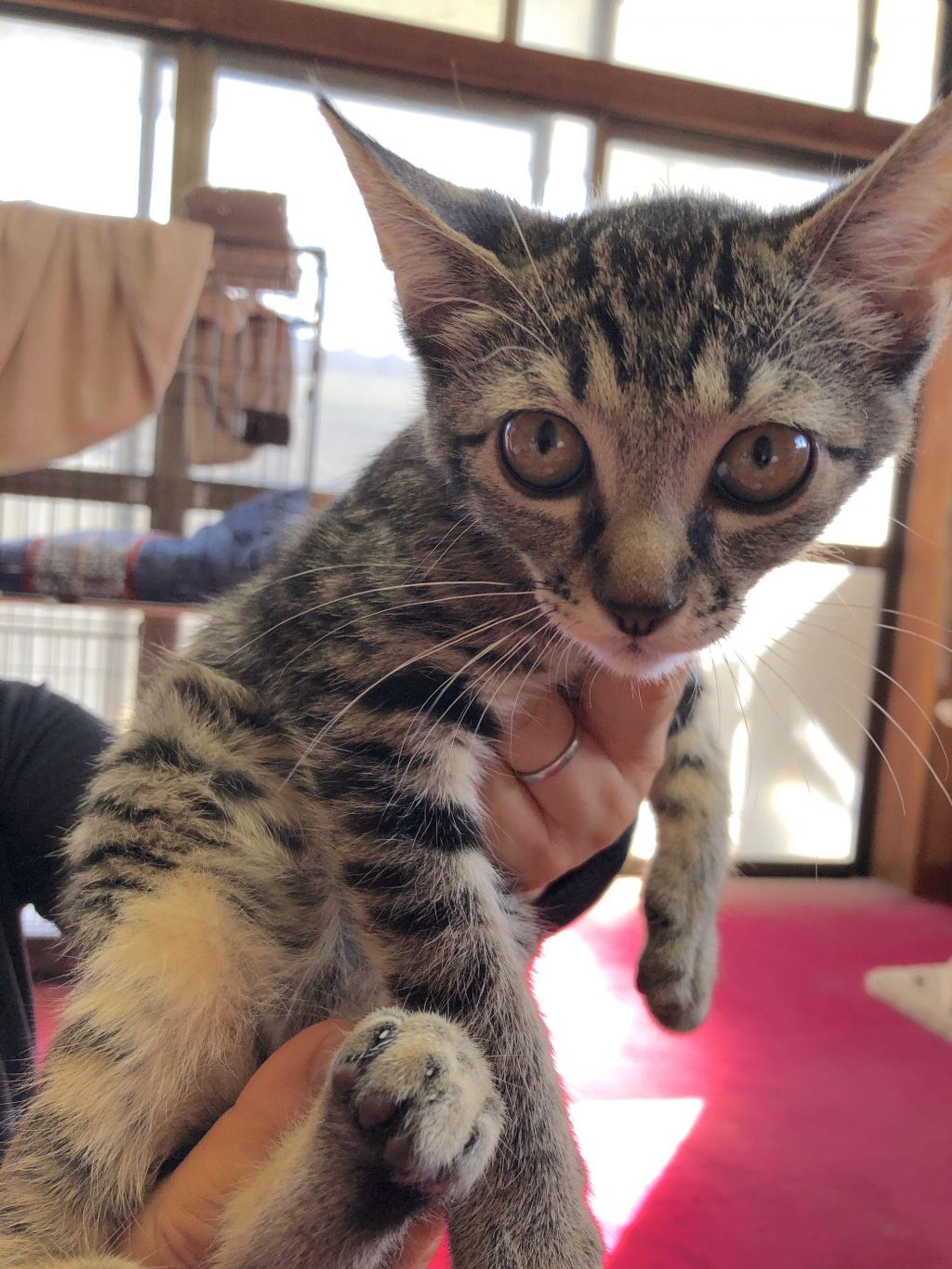 日本猫・メスの里親募集の写真