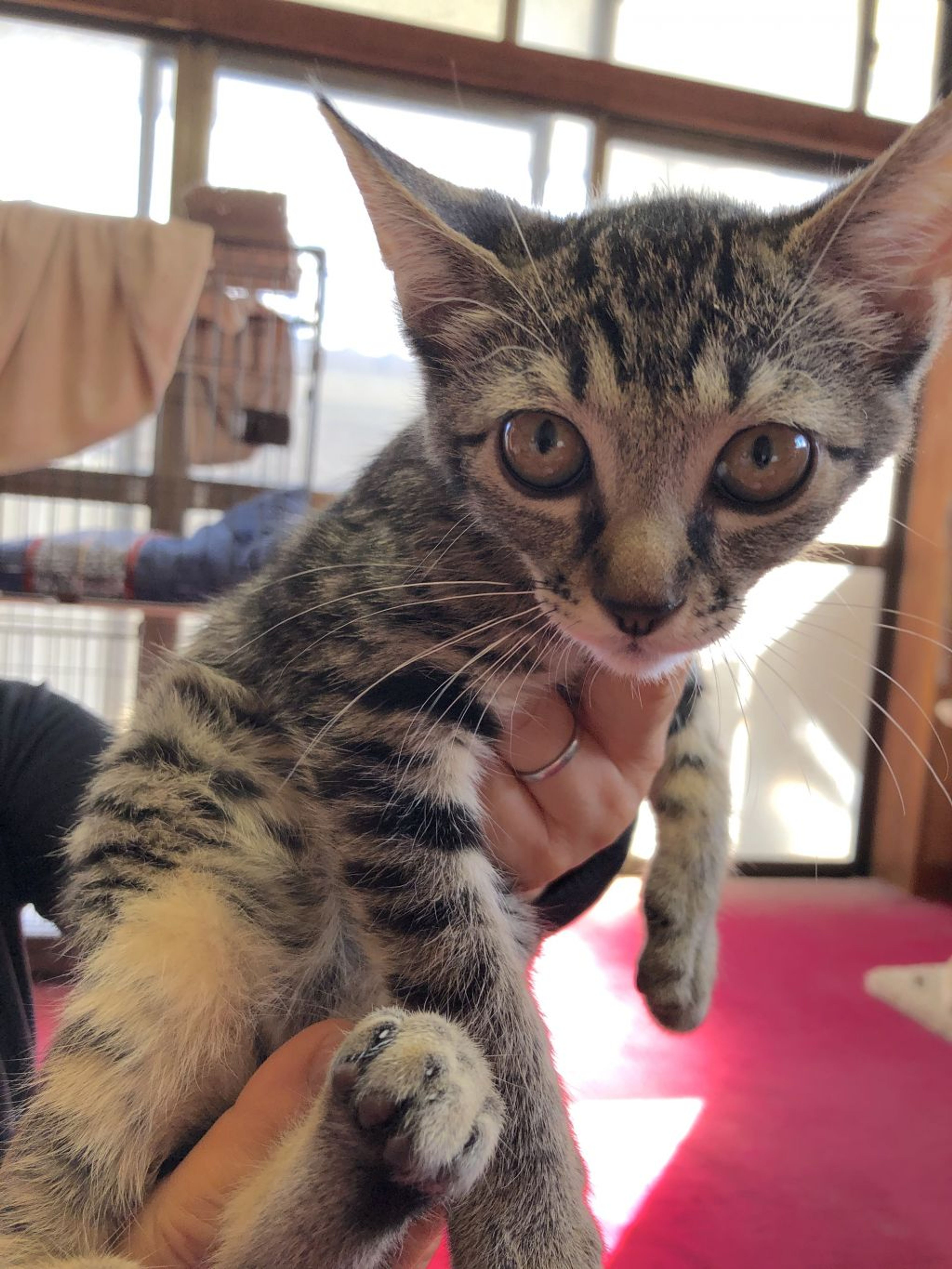 日本猫・メスの里親募集の写真