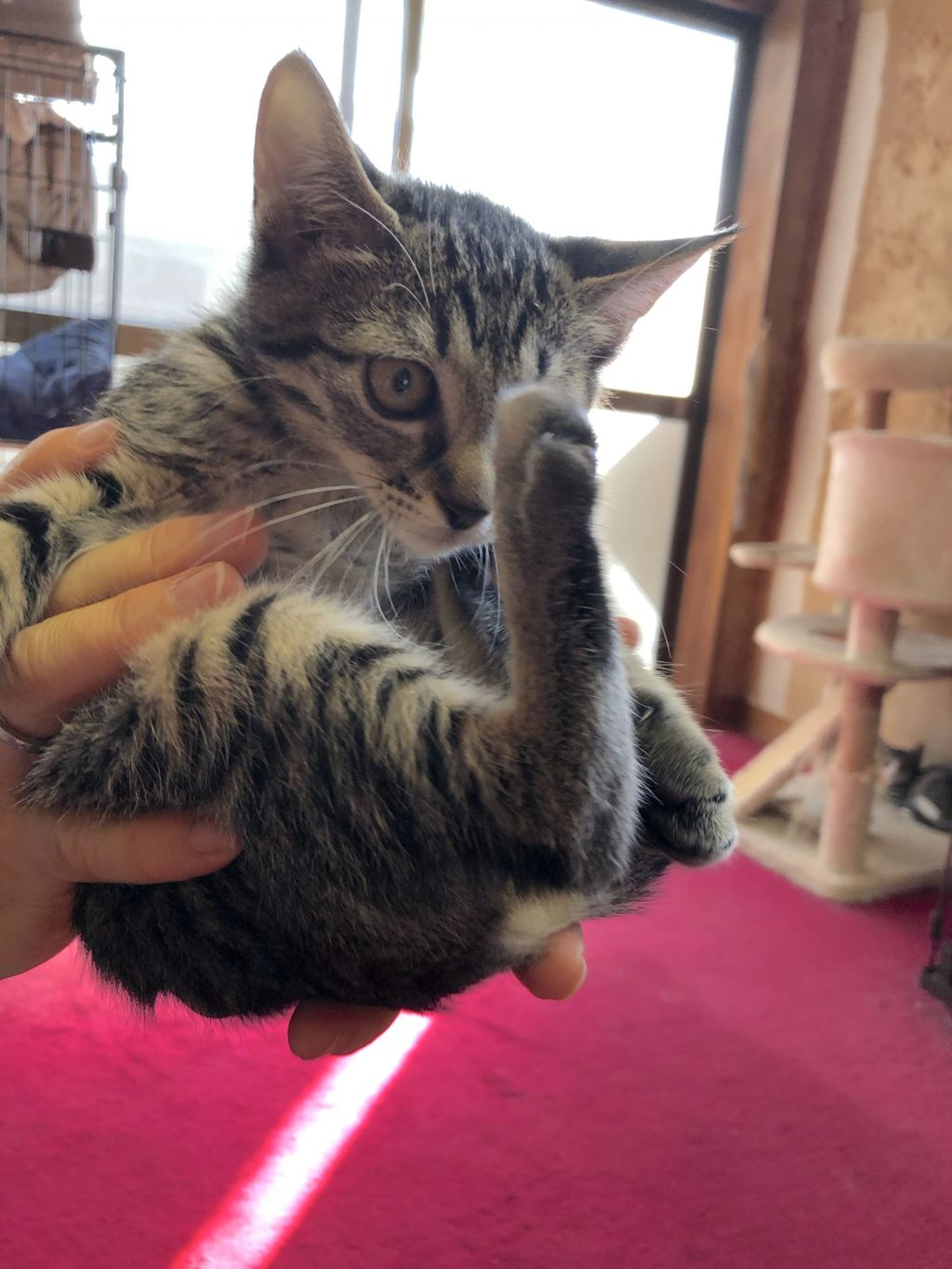 pet-image-2