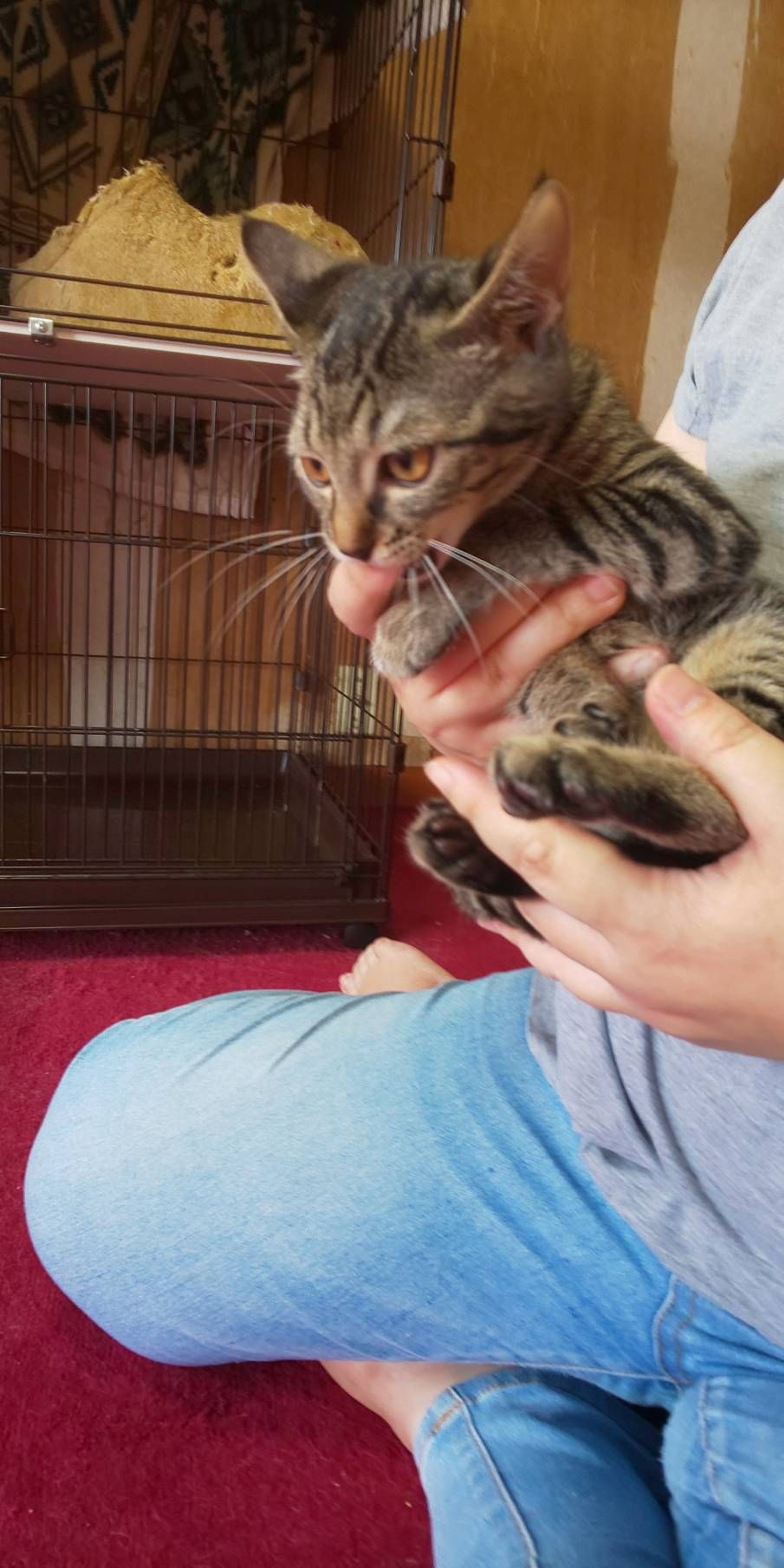 pet-image-3