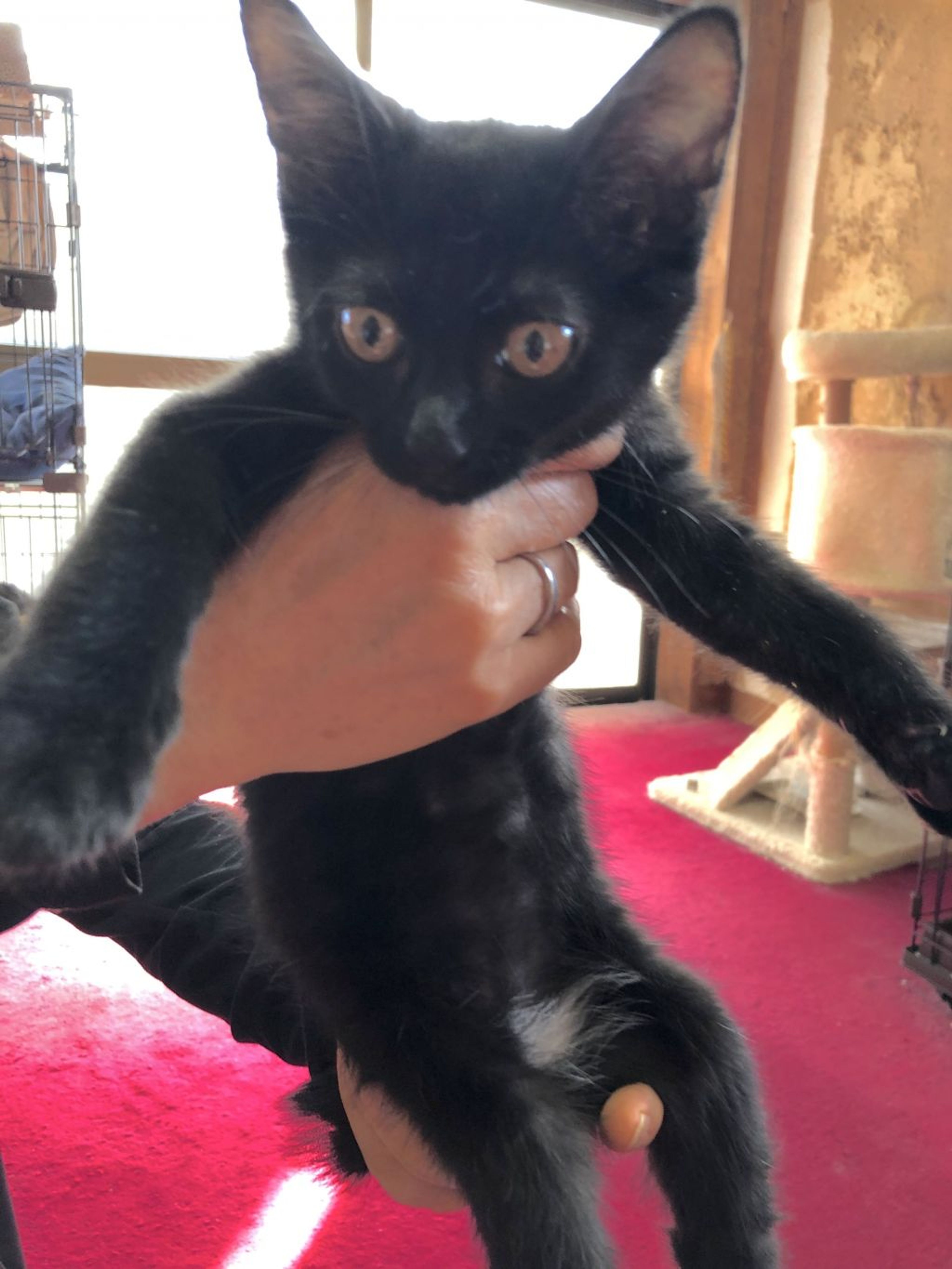 pet-image-2