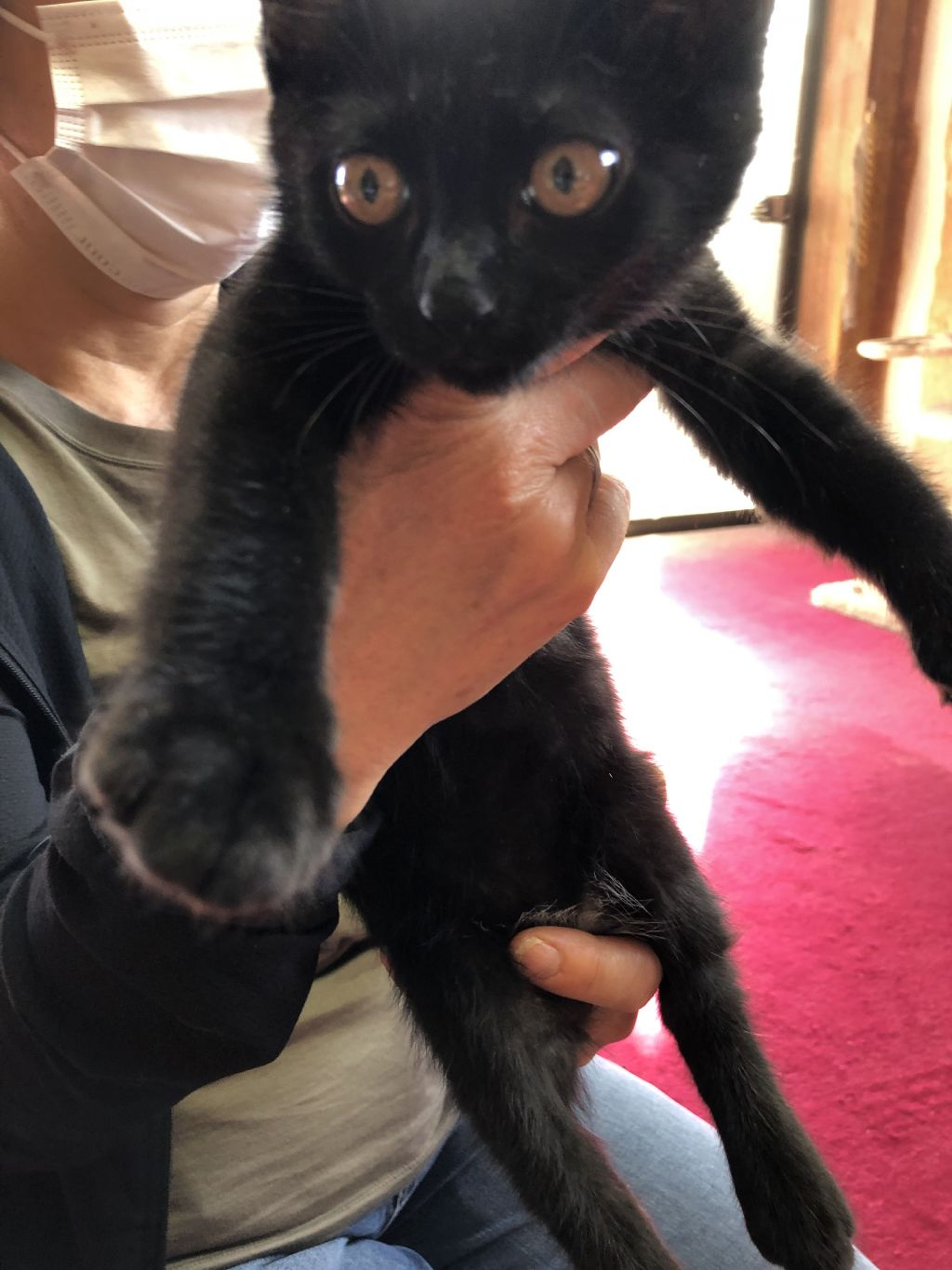 pet-image-3