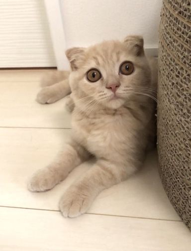 パセリ