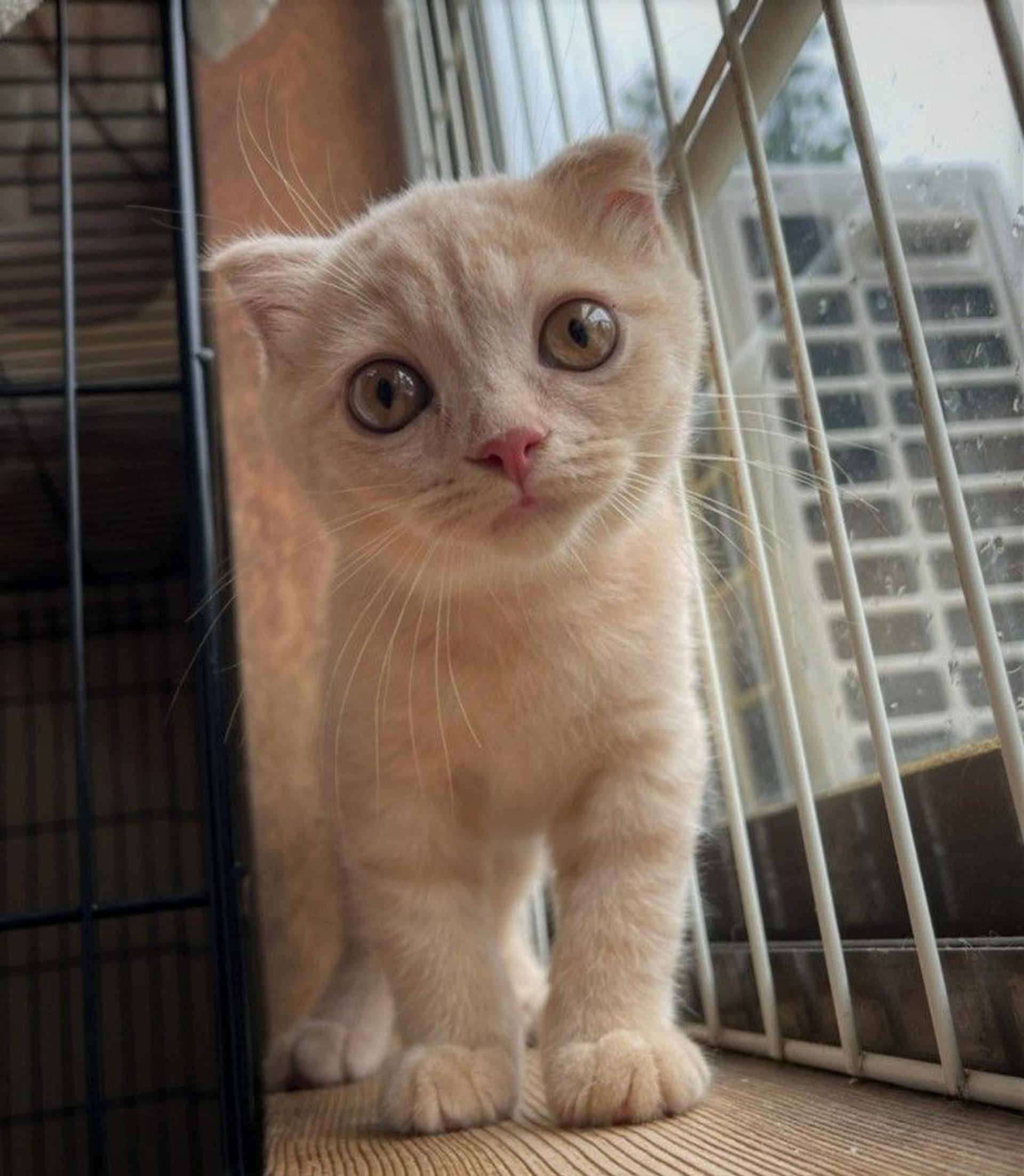 pet-image-2