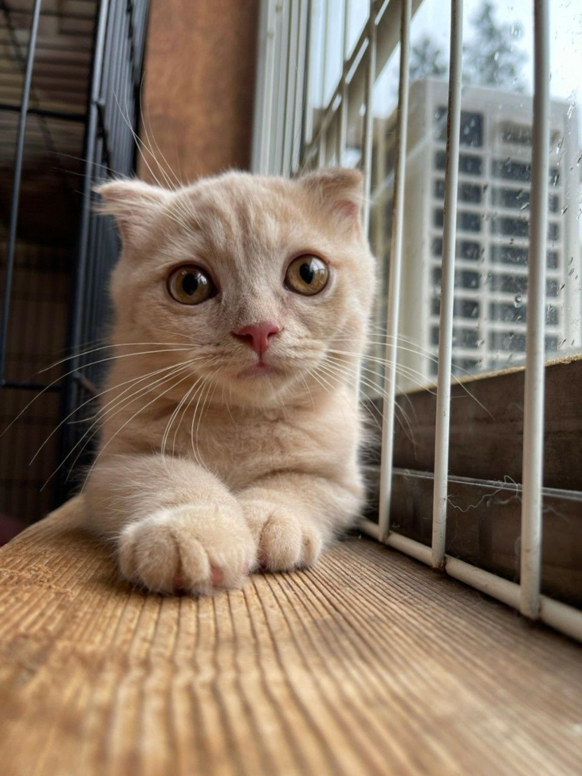 pet-image-3