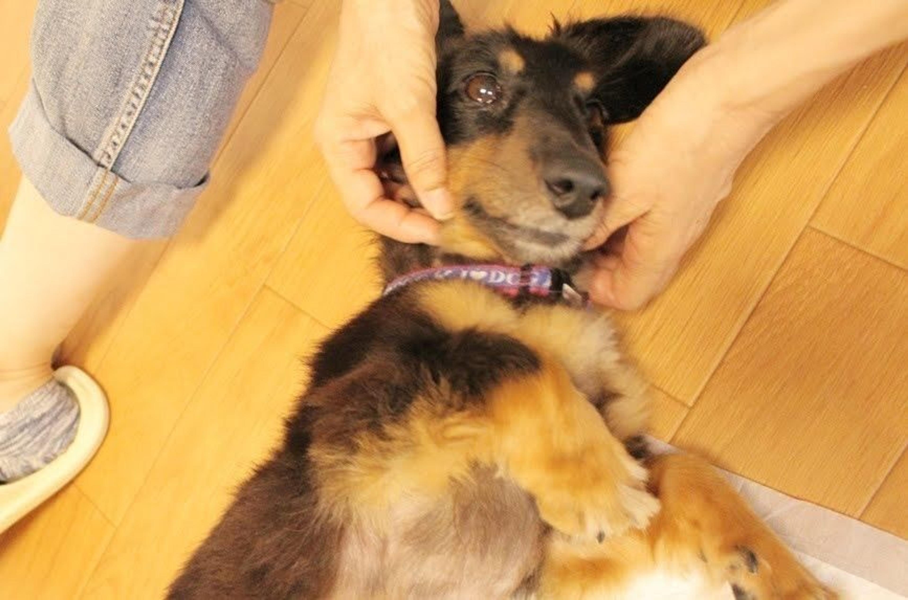 pet-image-2