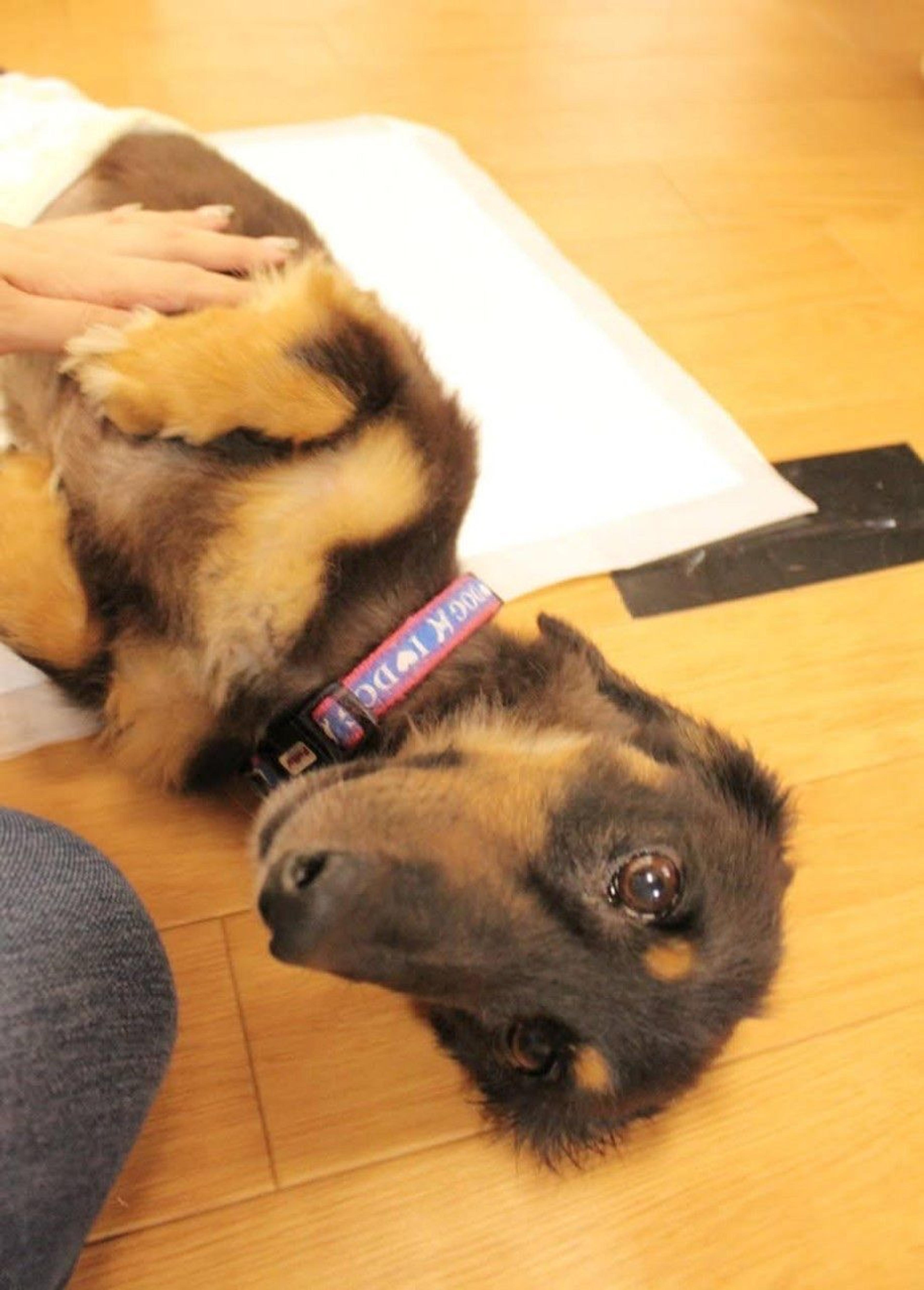 pet-image-3