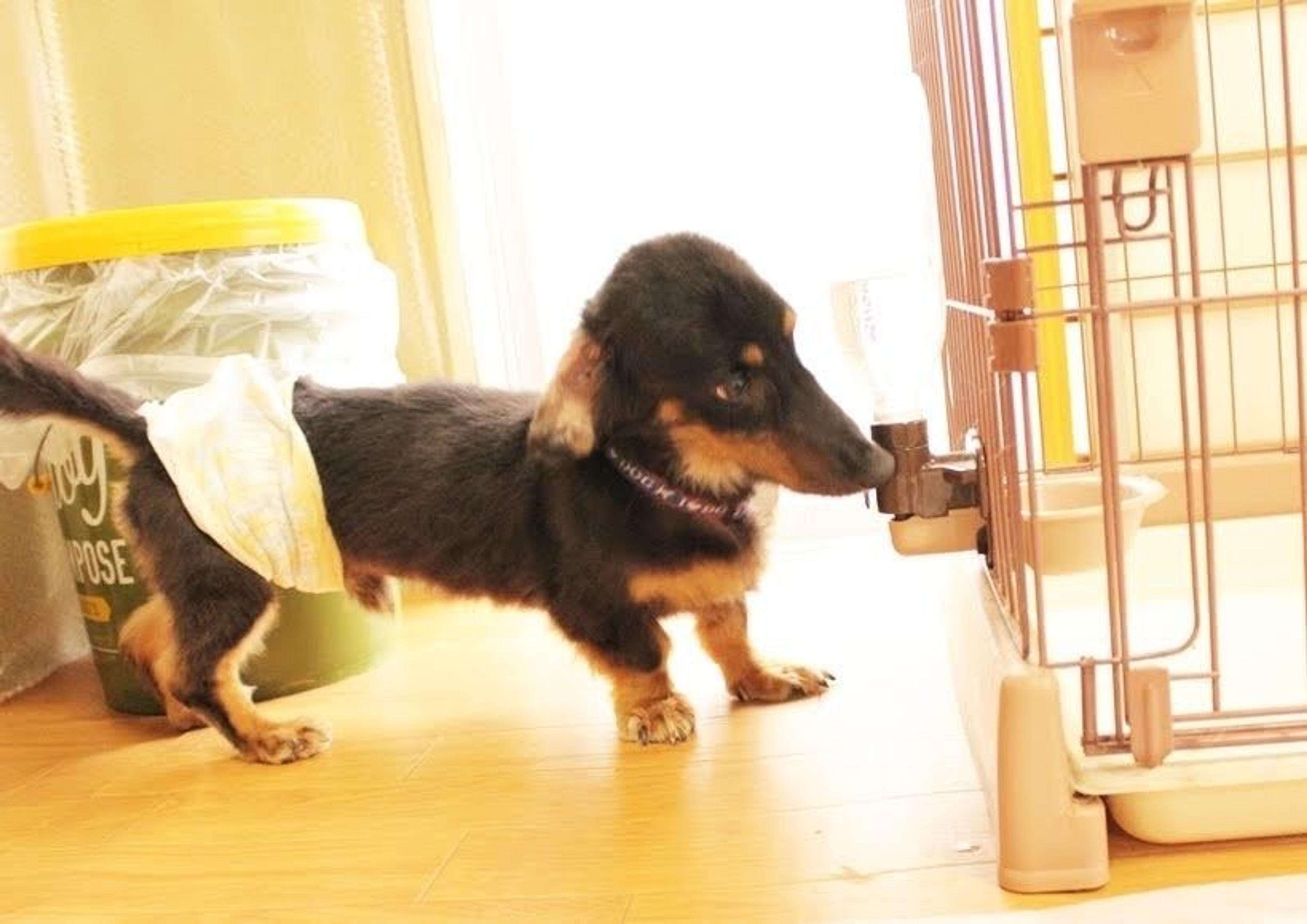 pet-image-4