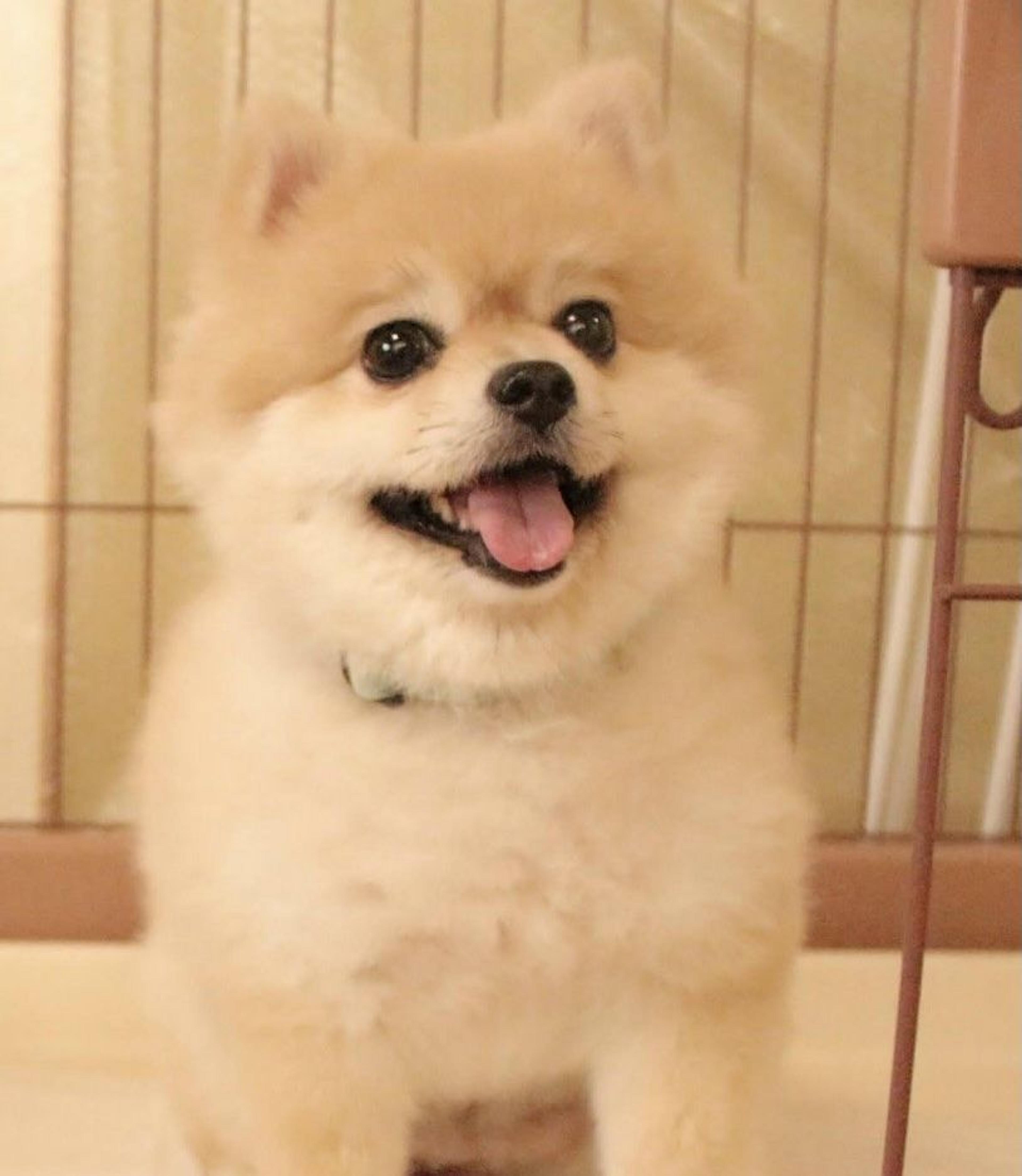 pet-image-2